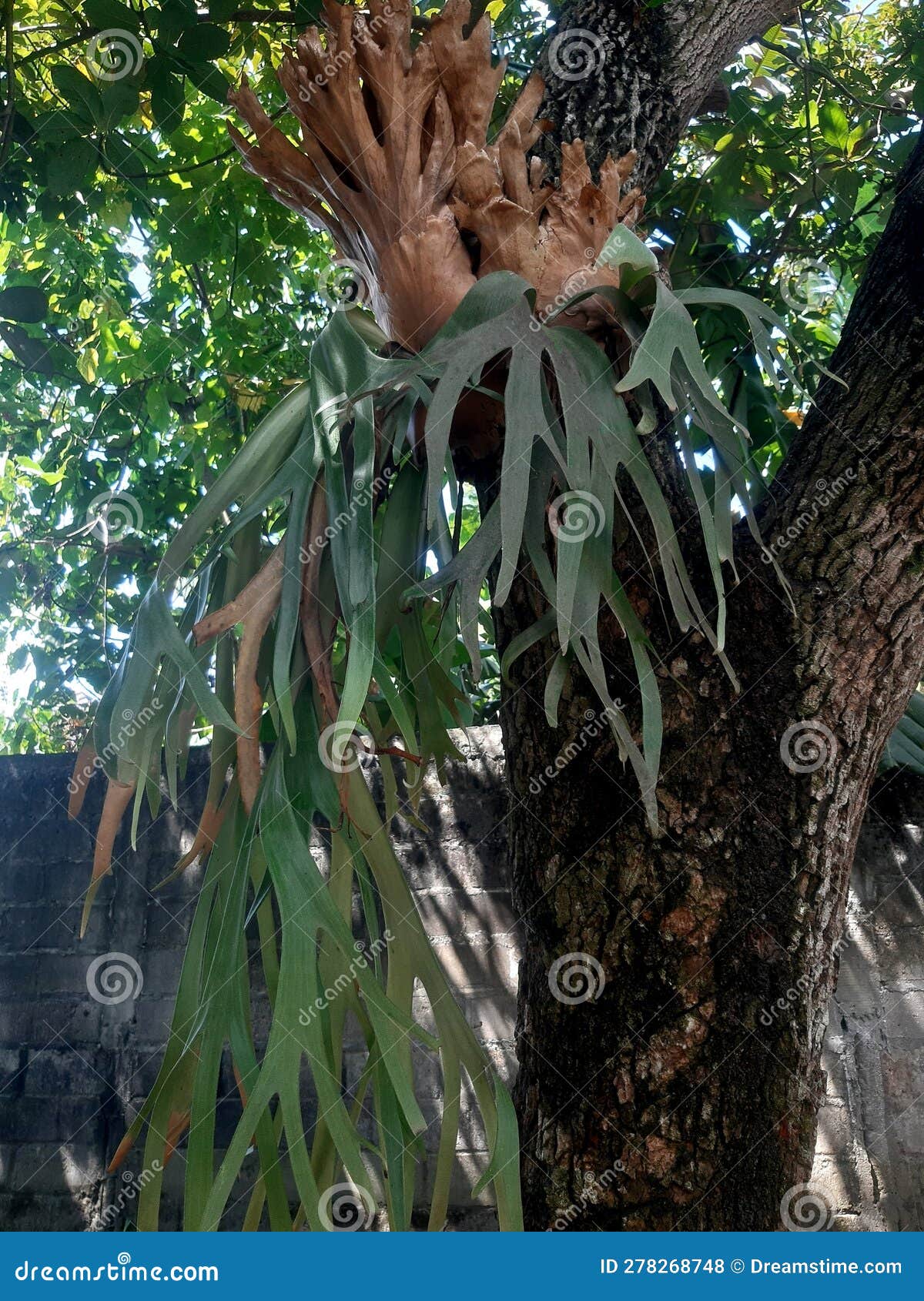 It& X27;s a Deer Antler Plant Attached To an Avocado Tree Stock Photo