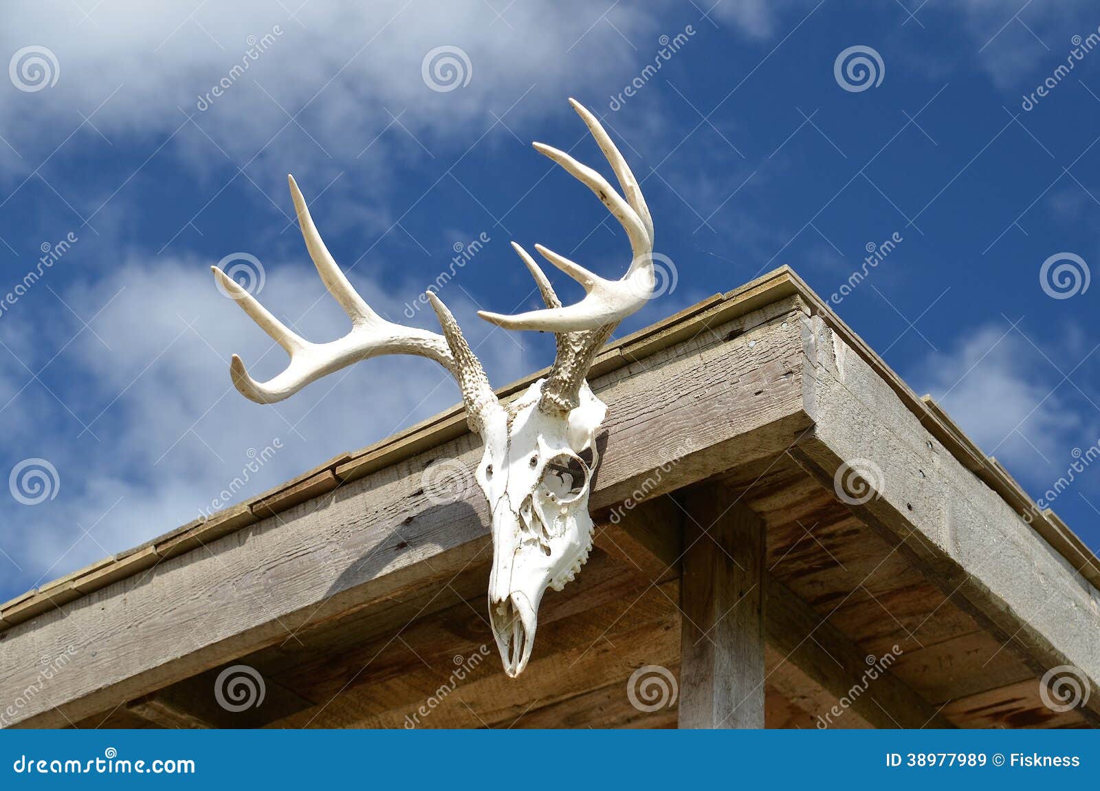 Deer Antlers on Cabin stock image. Image of season, hunter 38977989