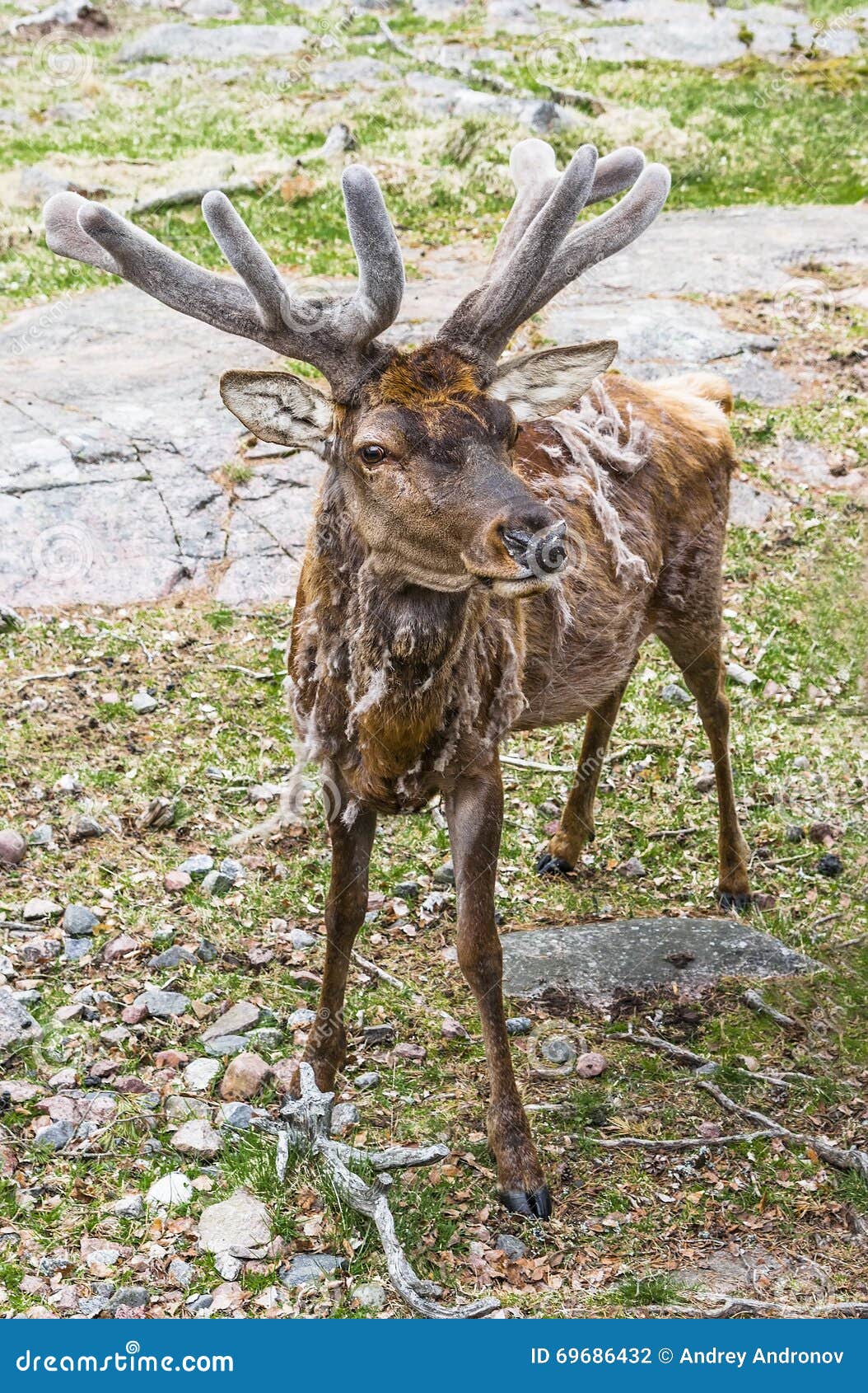 Deer with antlers chic stock photo. Image of wild, molting 69686432