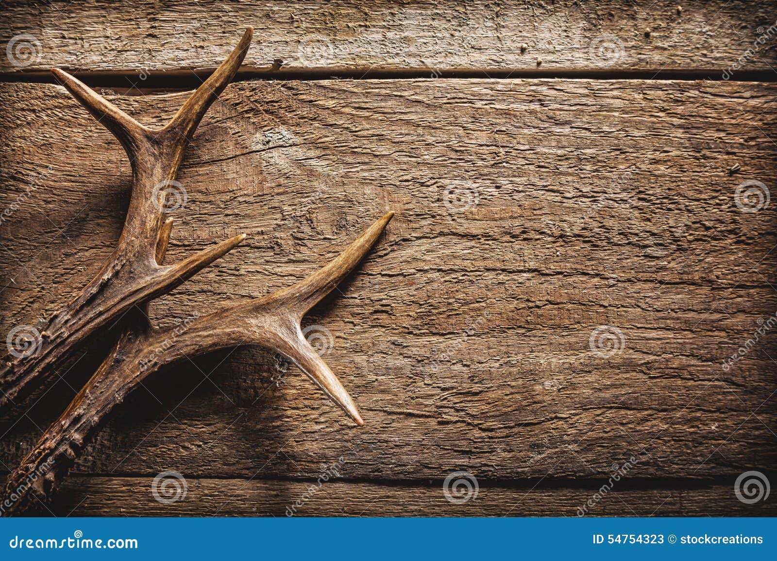 deer antlers on wooden surface
