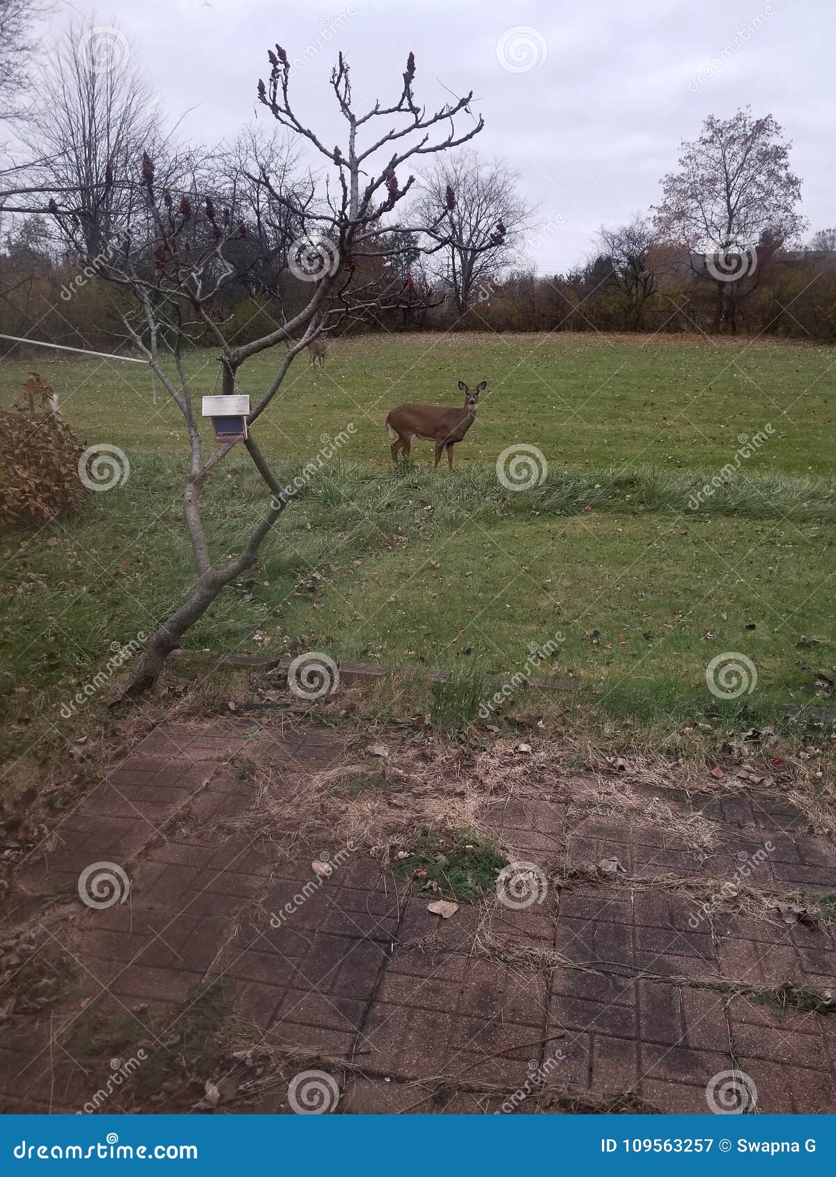 Deer in backyard stock image. Image of deer, birdhouse 109563257