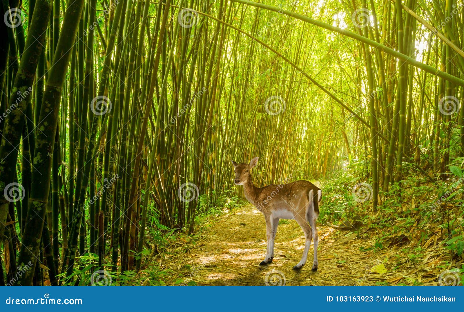 Deer in bamboo forest stock image. Image of dark, antler 103163923