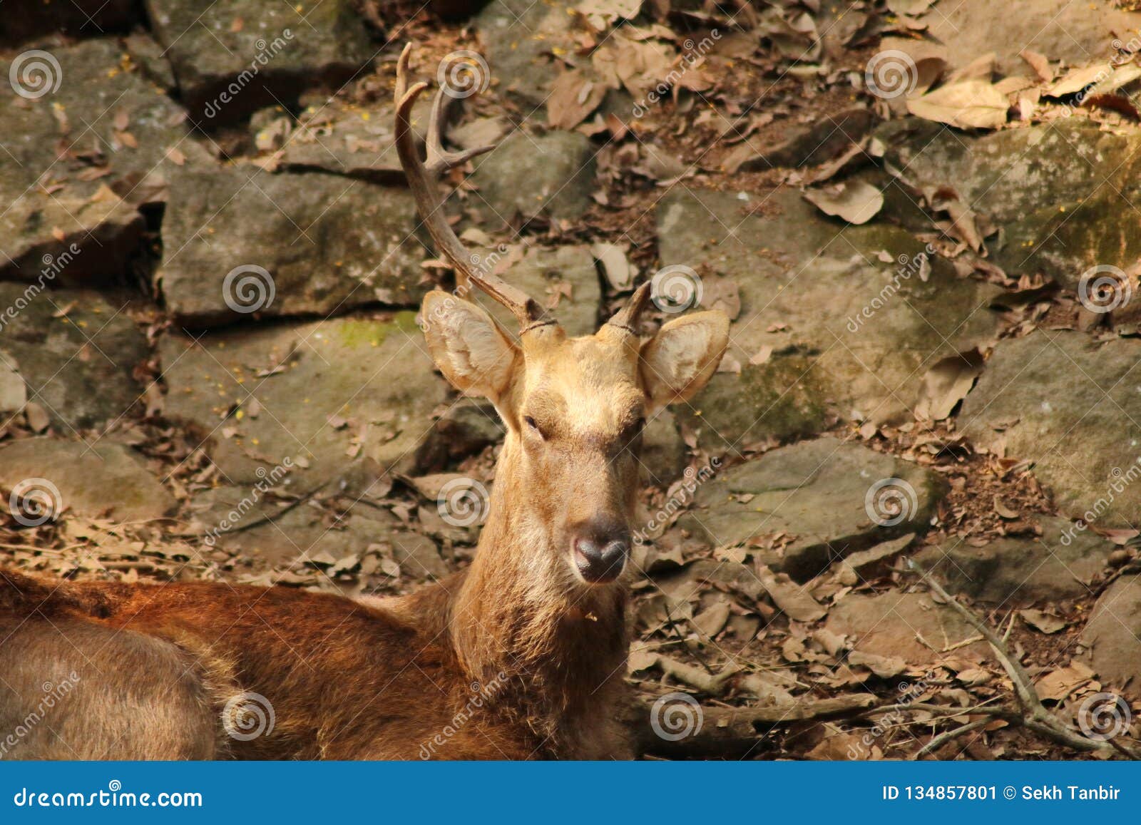 Single horn deer