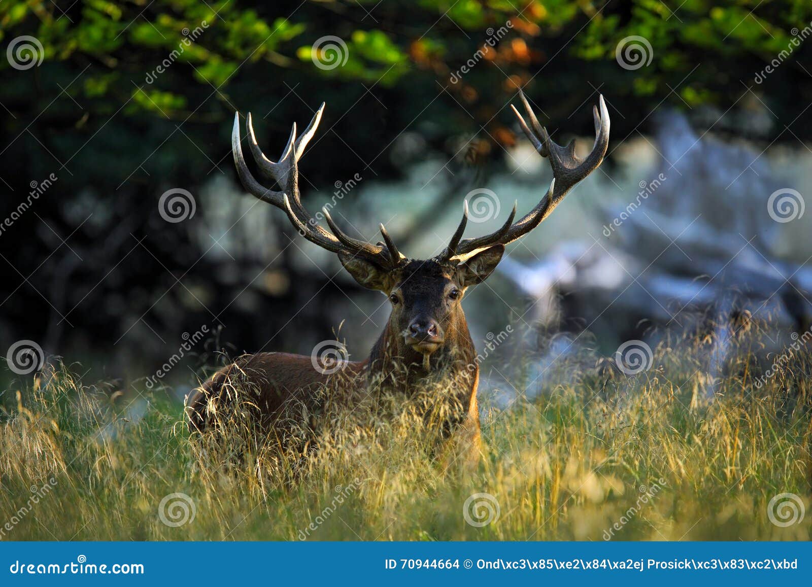 deer, bellow majestic powerful adult red deer stag outside autumn forest, animal lying in the grass, nature habitat, france