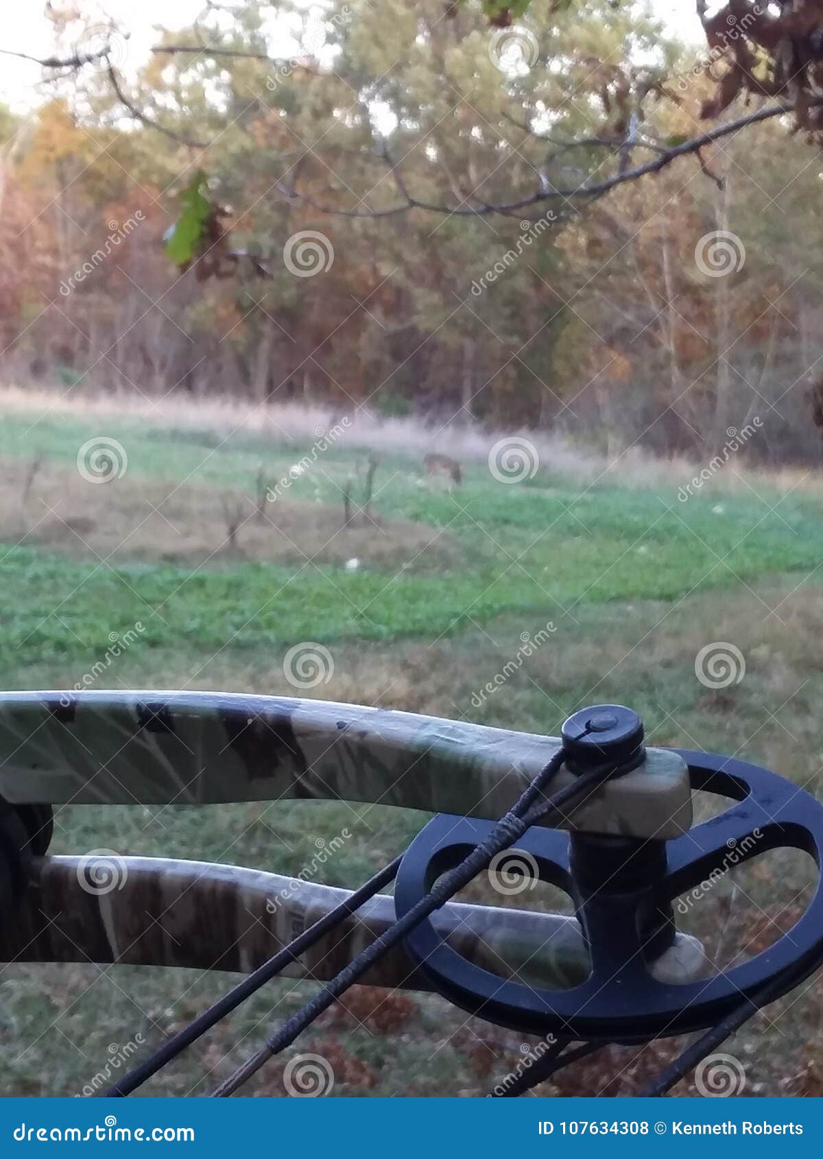 Deer in turnip field stock photo. Image of deer, field 107634308