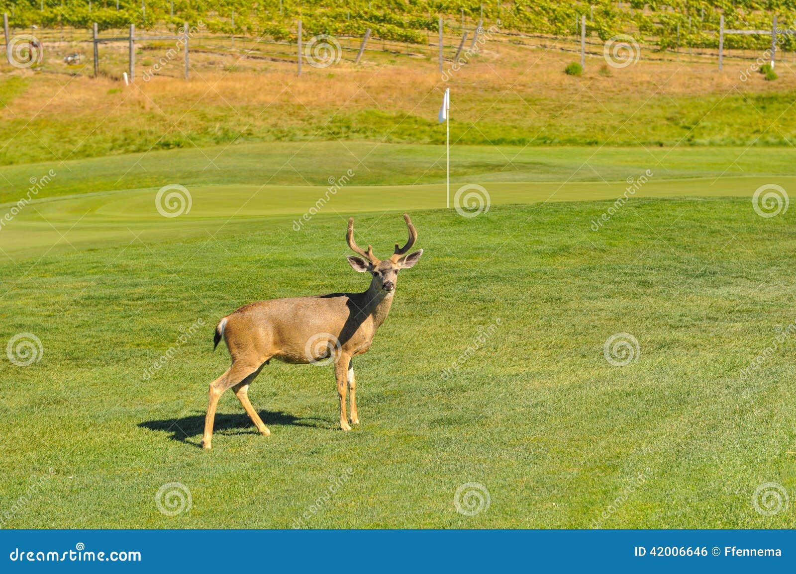 Deer Buck on a Golf Course by a Green Stock Photo Image of valley