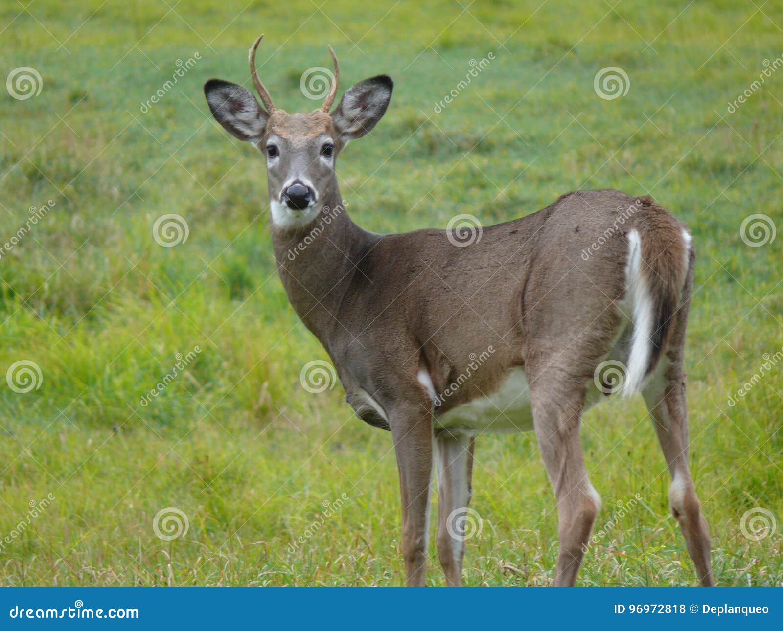 Deer in the Canadian Forest in Ontario. Stock Photo Image of cervus
