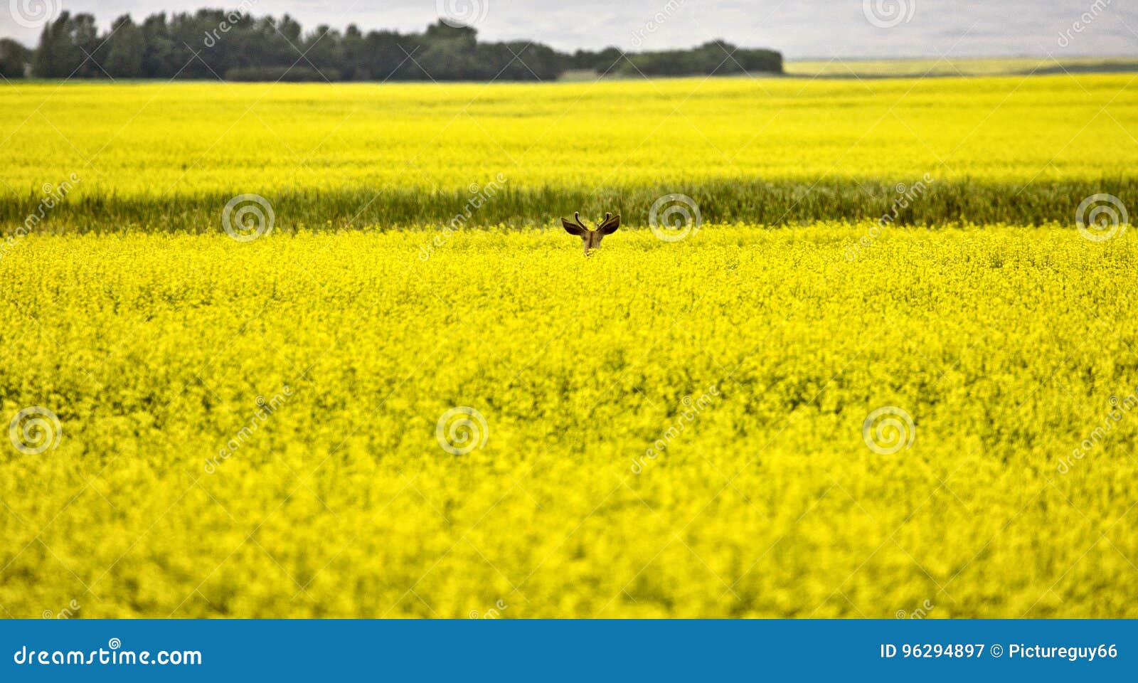 Deer in Canola Field stock image. Image of yellow, canola 96294897