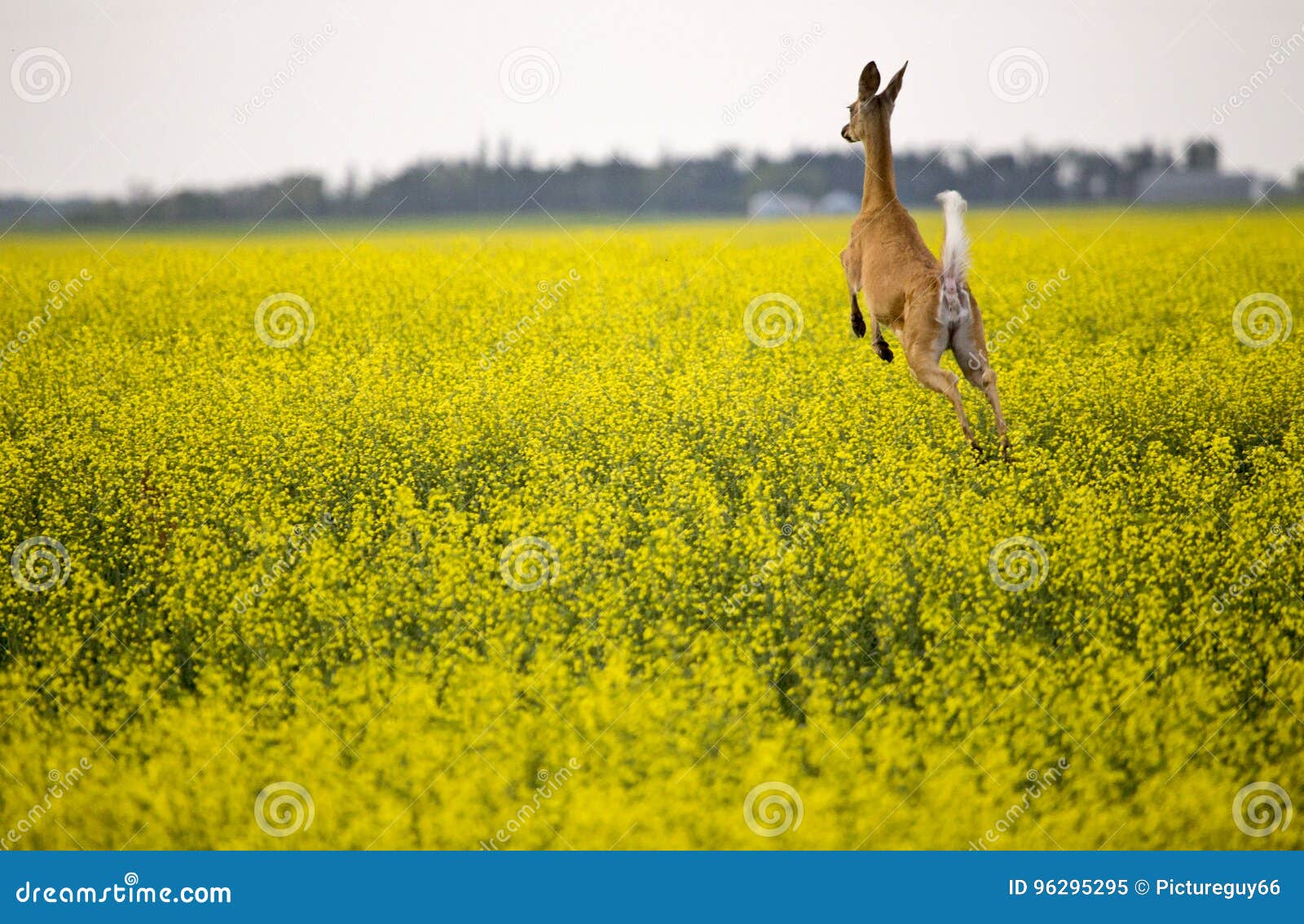 canola for deer