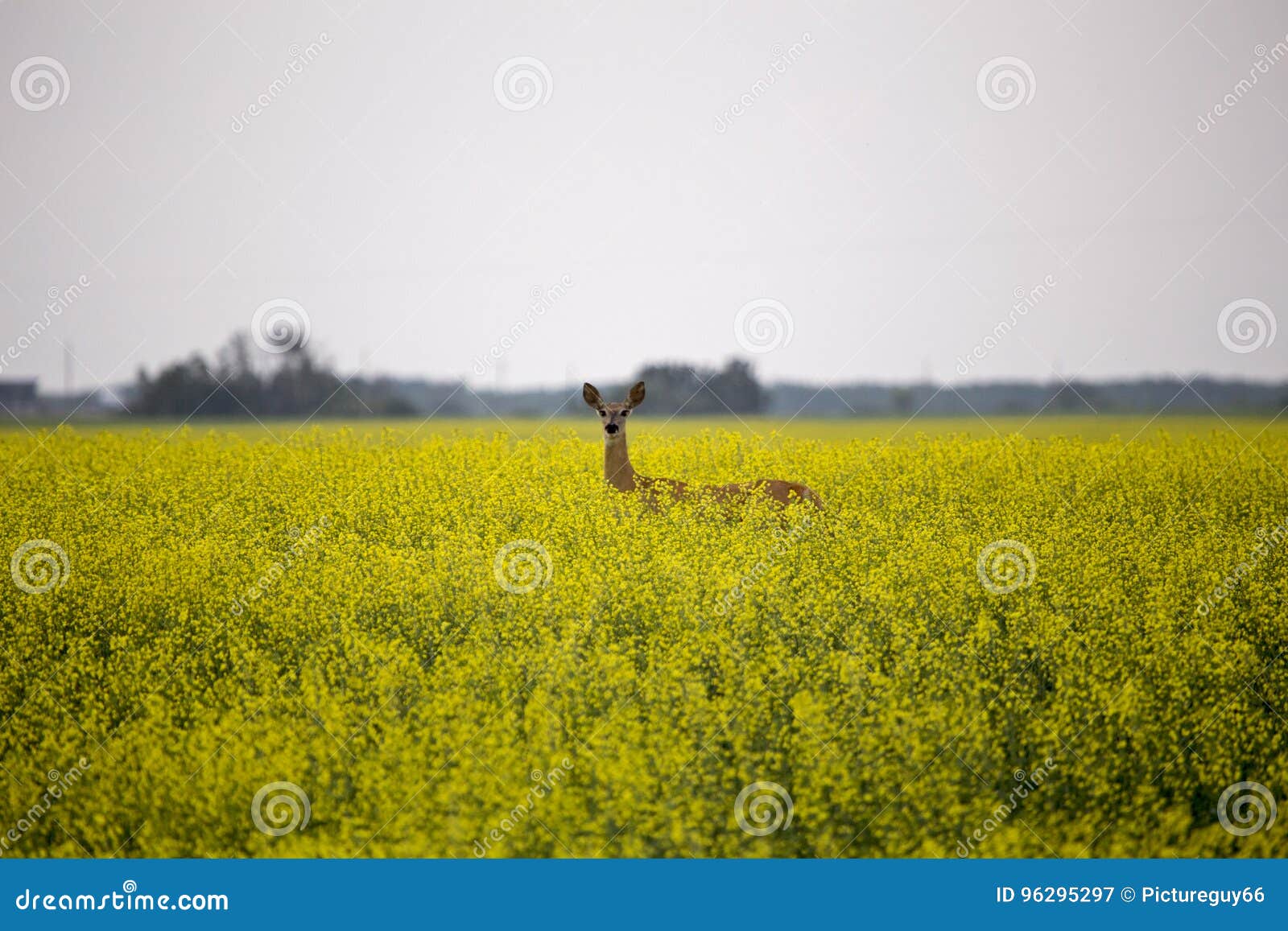 Deer in Canola Field stock image. Image of bright, beautiful 96295297