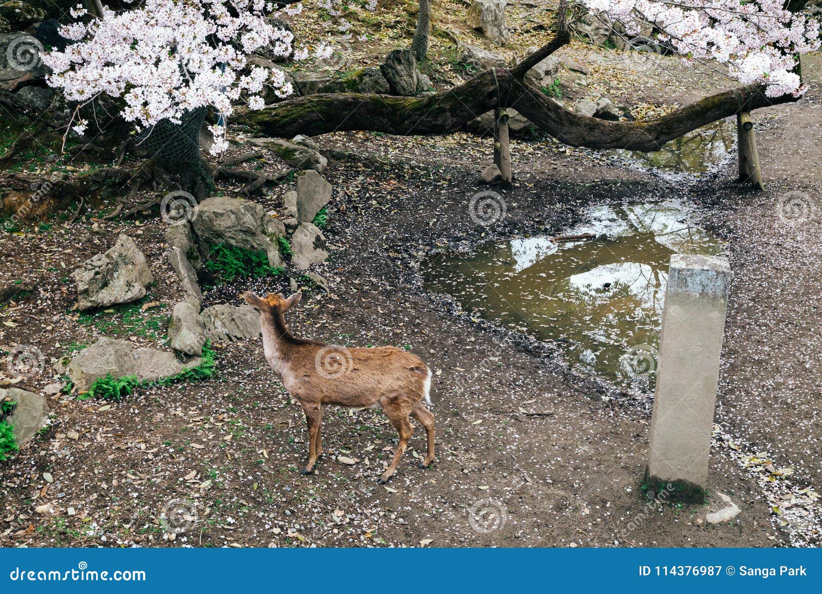Deer with Cherry Blossoms at Nara Deer Park in Japan Stock Image