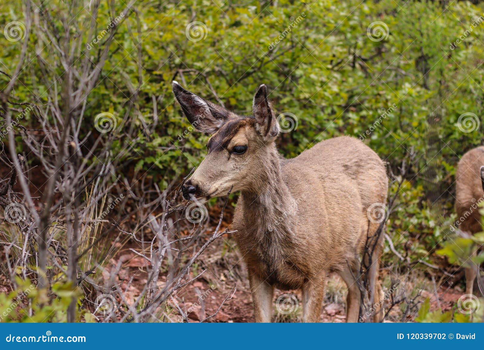 Deer in Colorado stock photo. Image of creation, eating 120339702