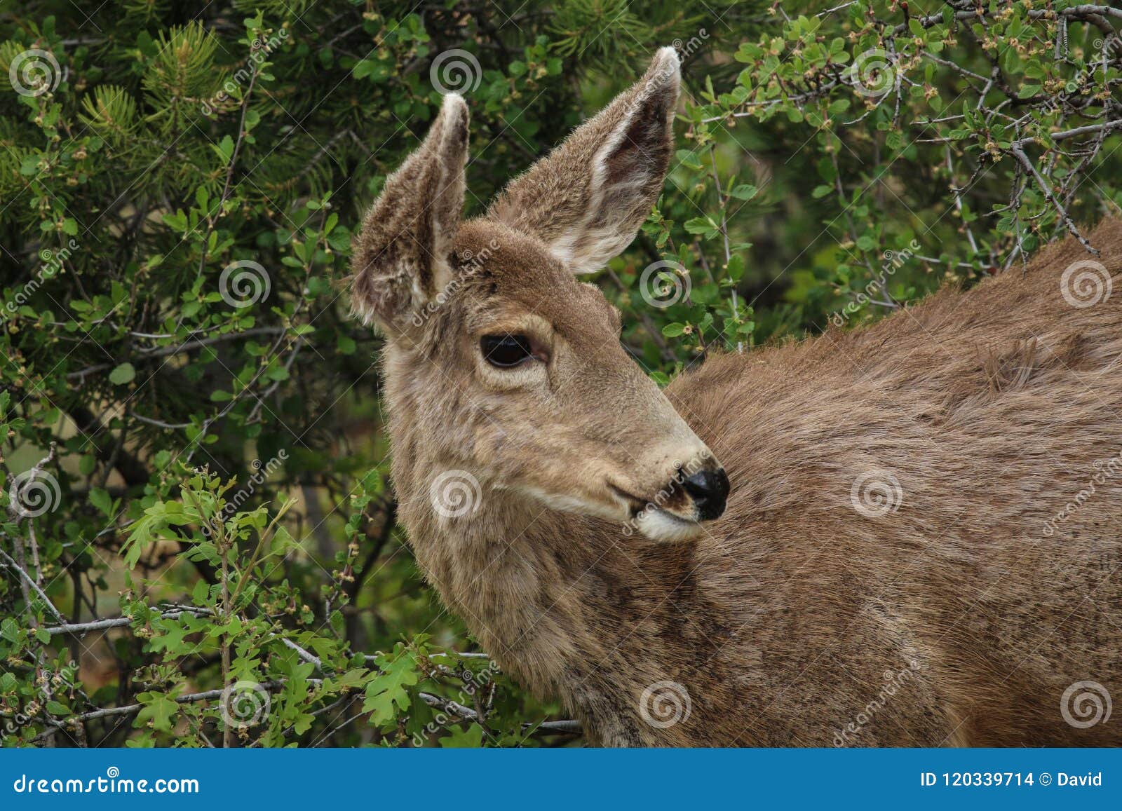 Deer in Colorado stock photo. Image of beach, colorado 120339714