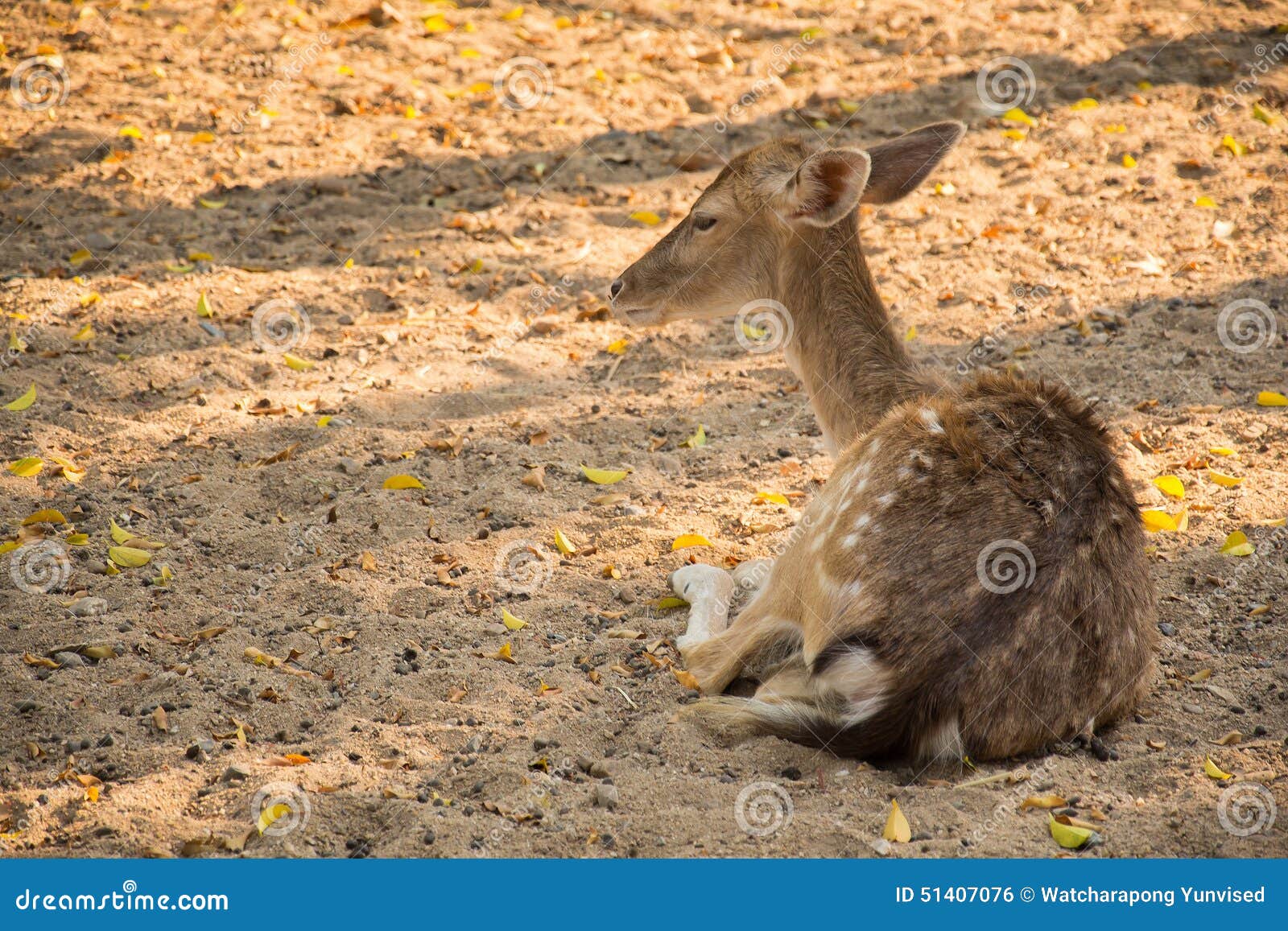 Deer Couch Relaxing Afternoon Stock Photo Image of deer, guide 51407076