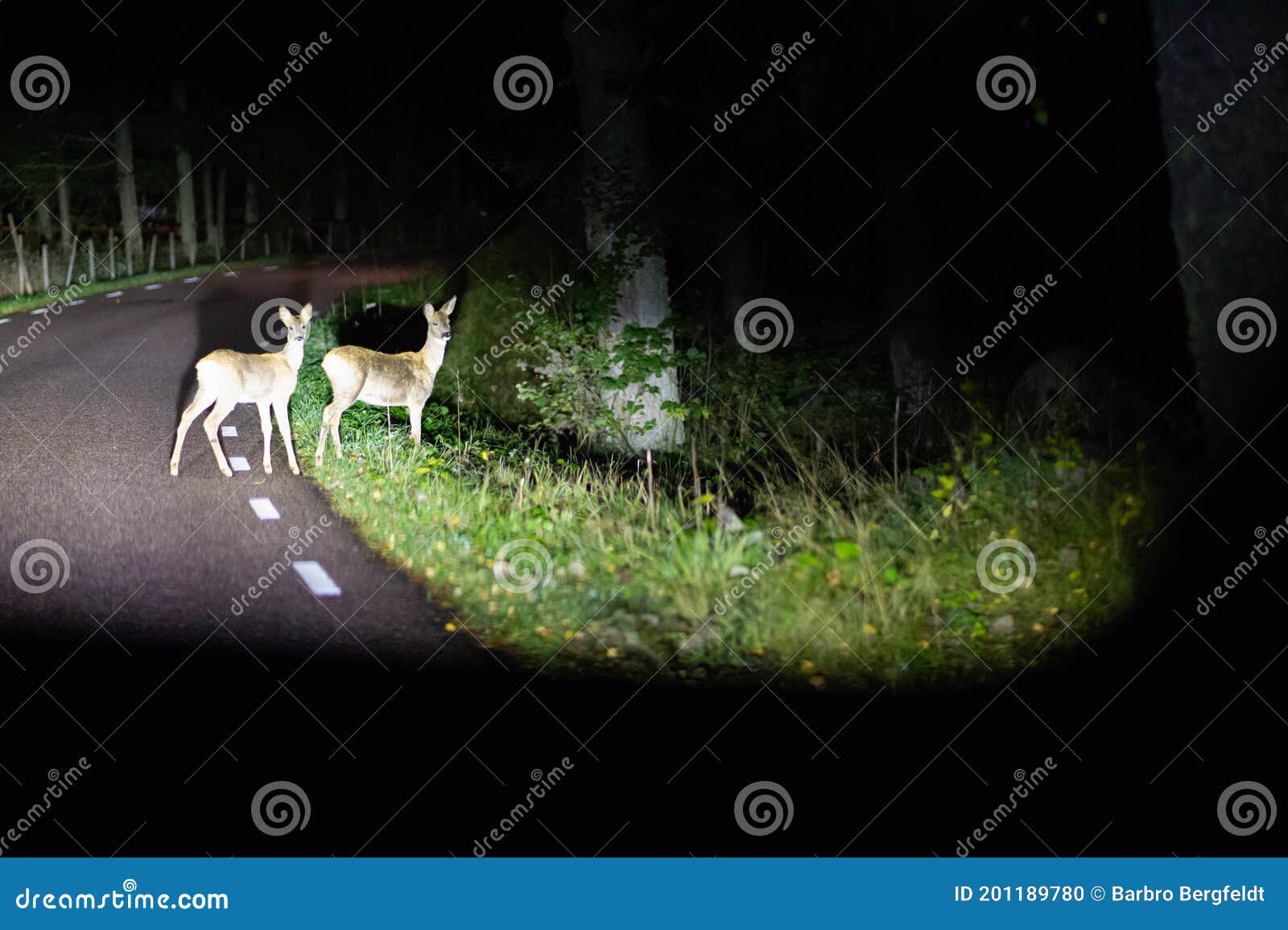 deer crossing the road