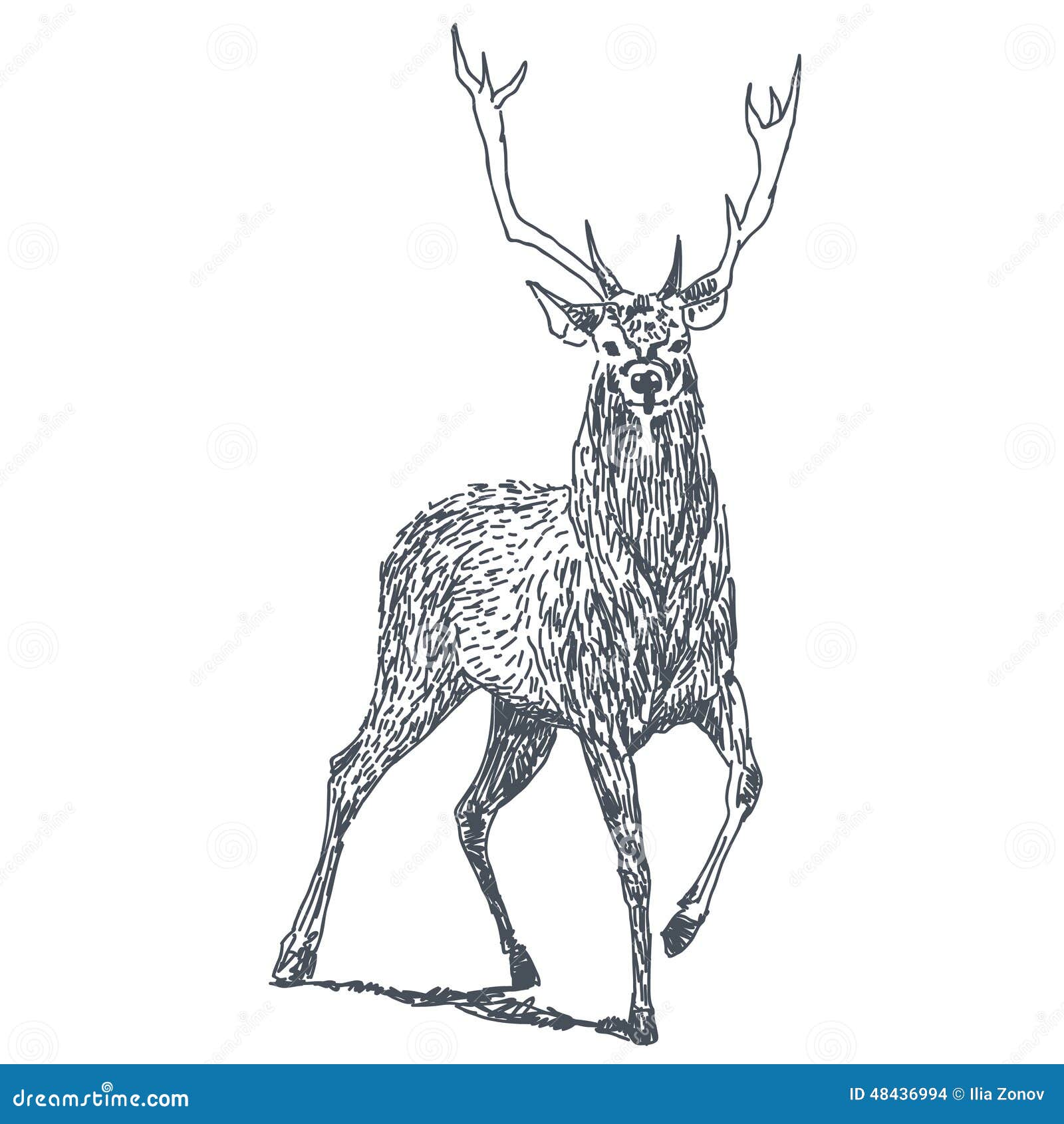 Deer Sketch Pencil Drawing By Hand Vector Image Royalty Free SVG  Cliparts Vectors And Stock Illustration Image 67873633