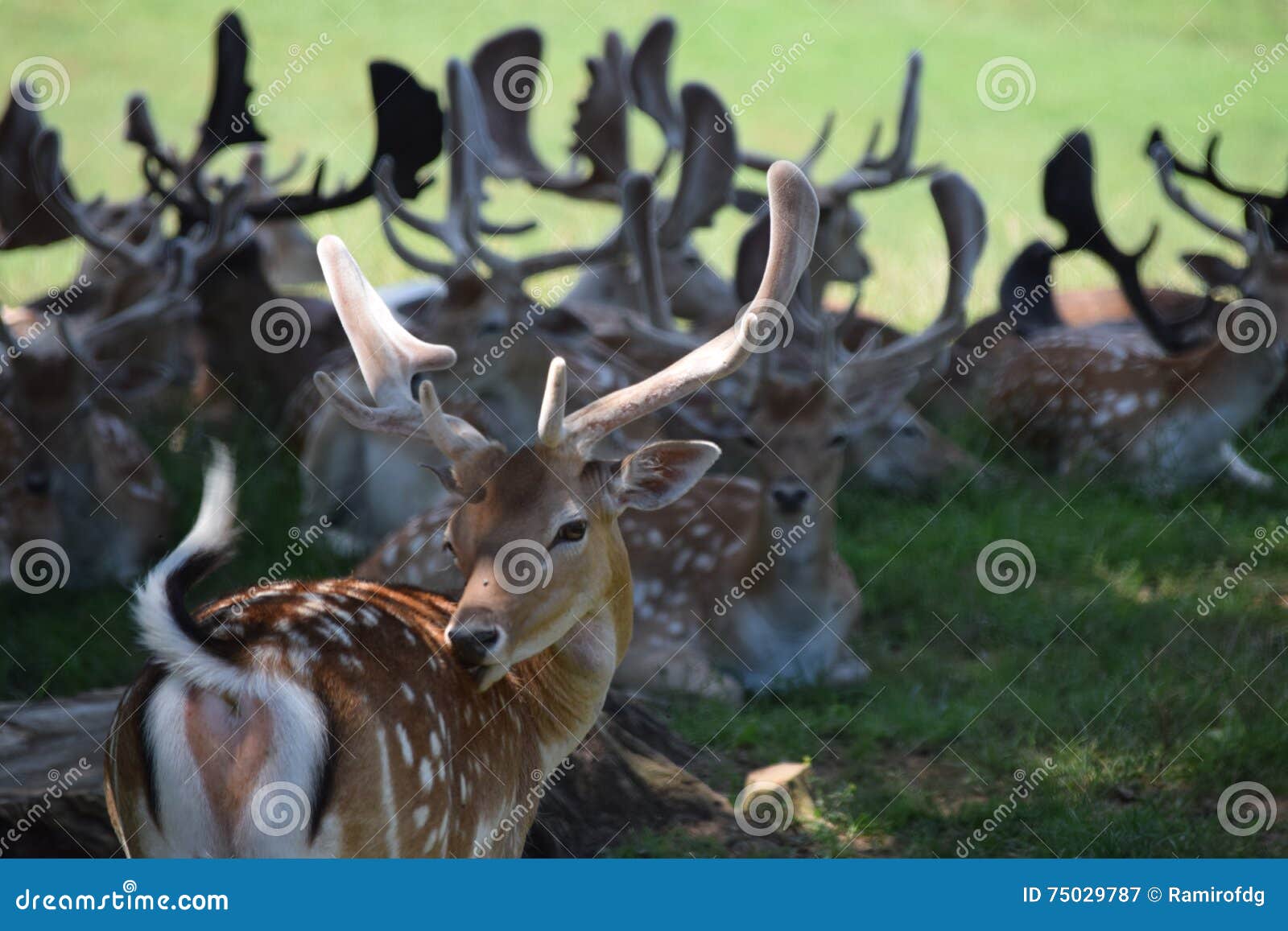 DEER DRESS stock image. Image of flirt, horn, classic - 75029787