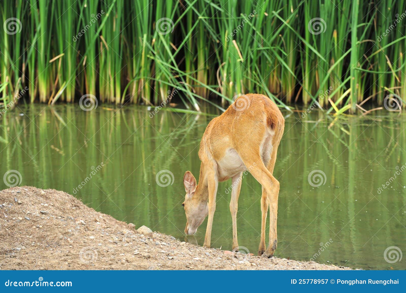 Deer Drinking Royalty Free Stock Photography Image 25778957