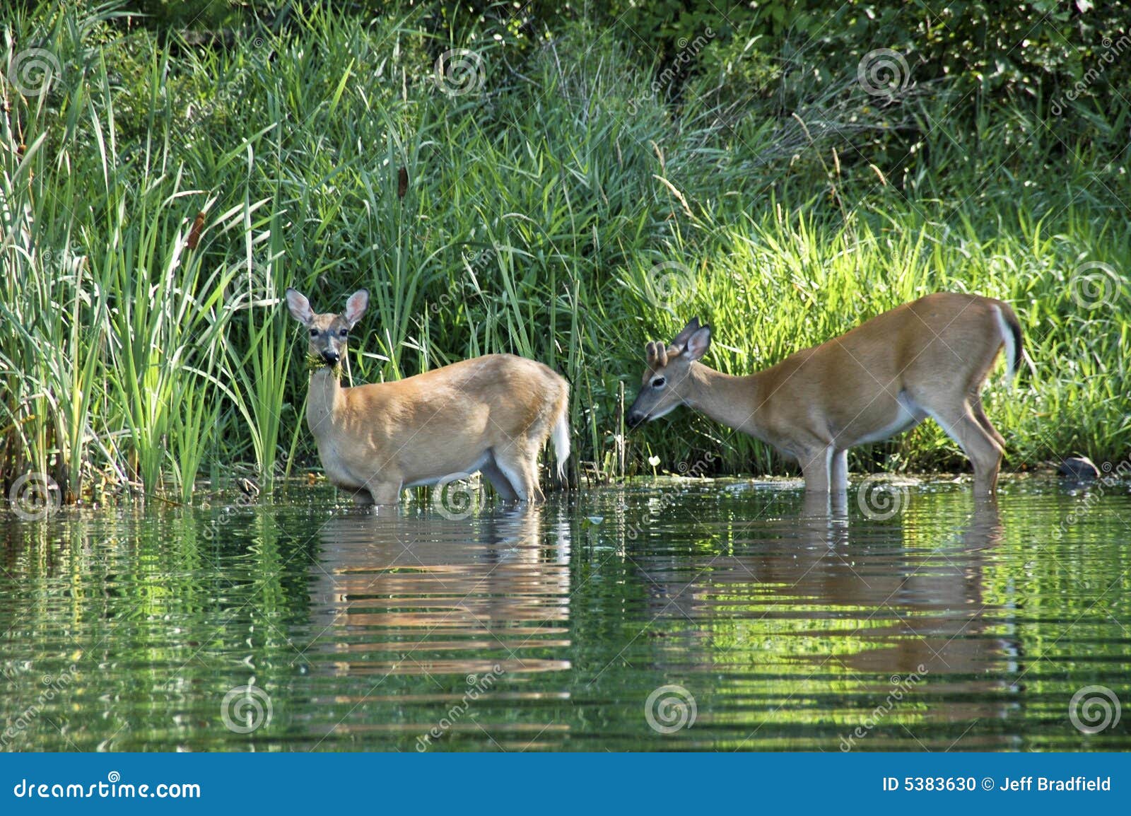 Deer Drinking stock photo. Image of mountain, stag, season 5383630