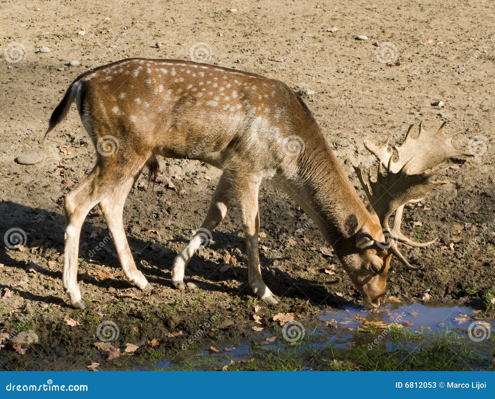 Deer Drinking Water Stock Photos Image 6812053