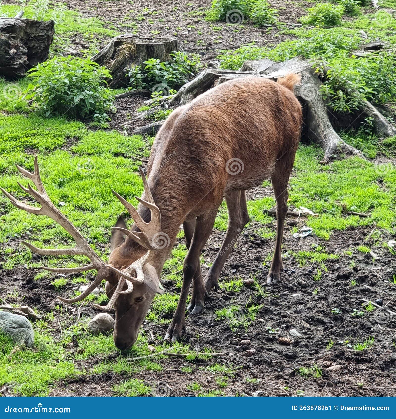 Deer Eating Grass Like Its Candy Stock Image Image of eating, candy