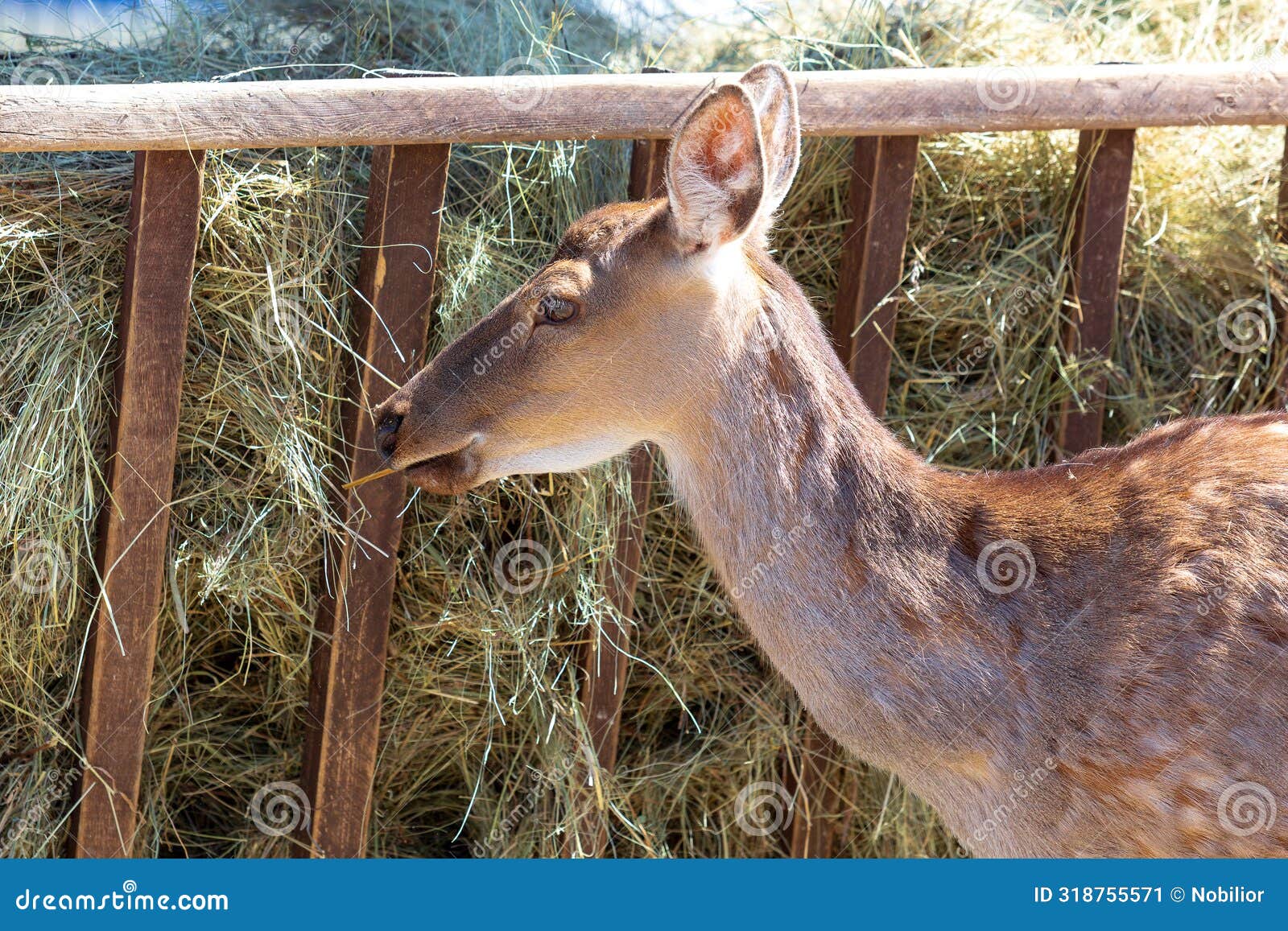 Deer eating the hay stock image. Image of forest, straw 318755571
