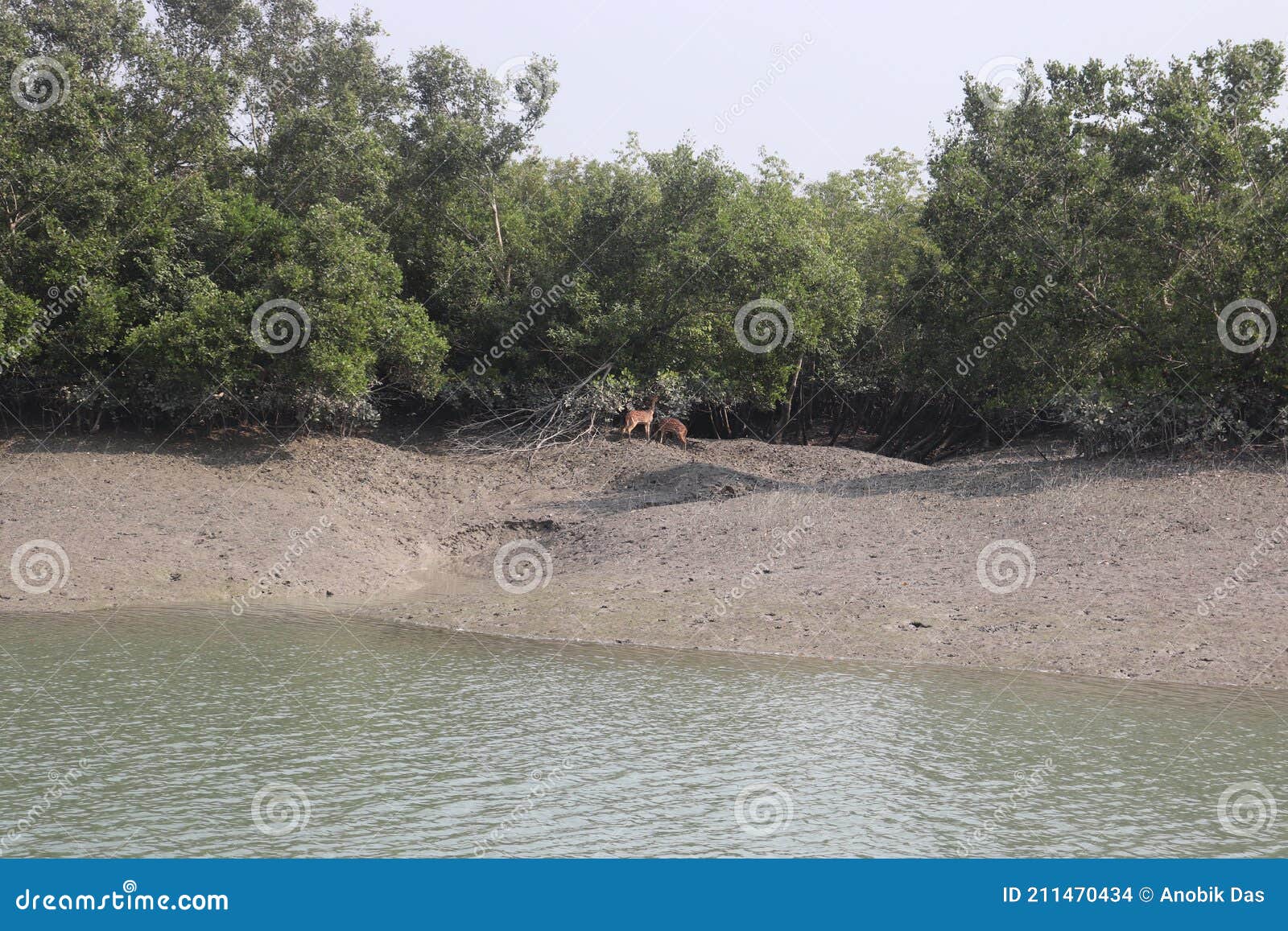 deer eating tree leaves freely at sundarban forest