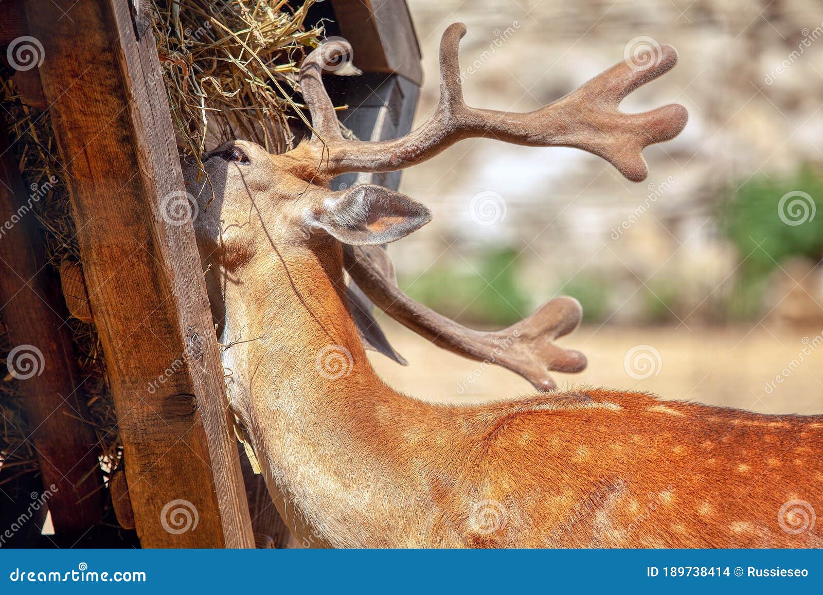 Deer Eats from a Feeding Trough Stock Photo Image of feeder, farm