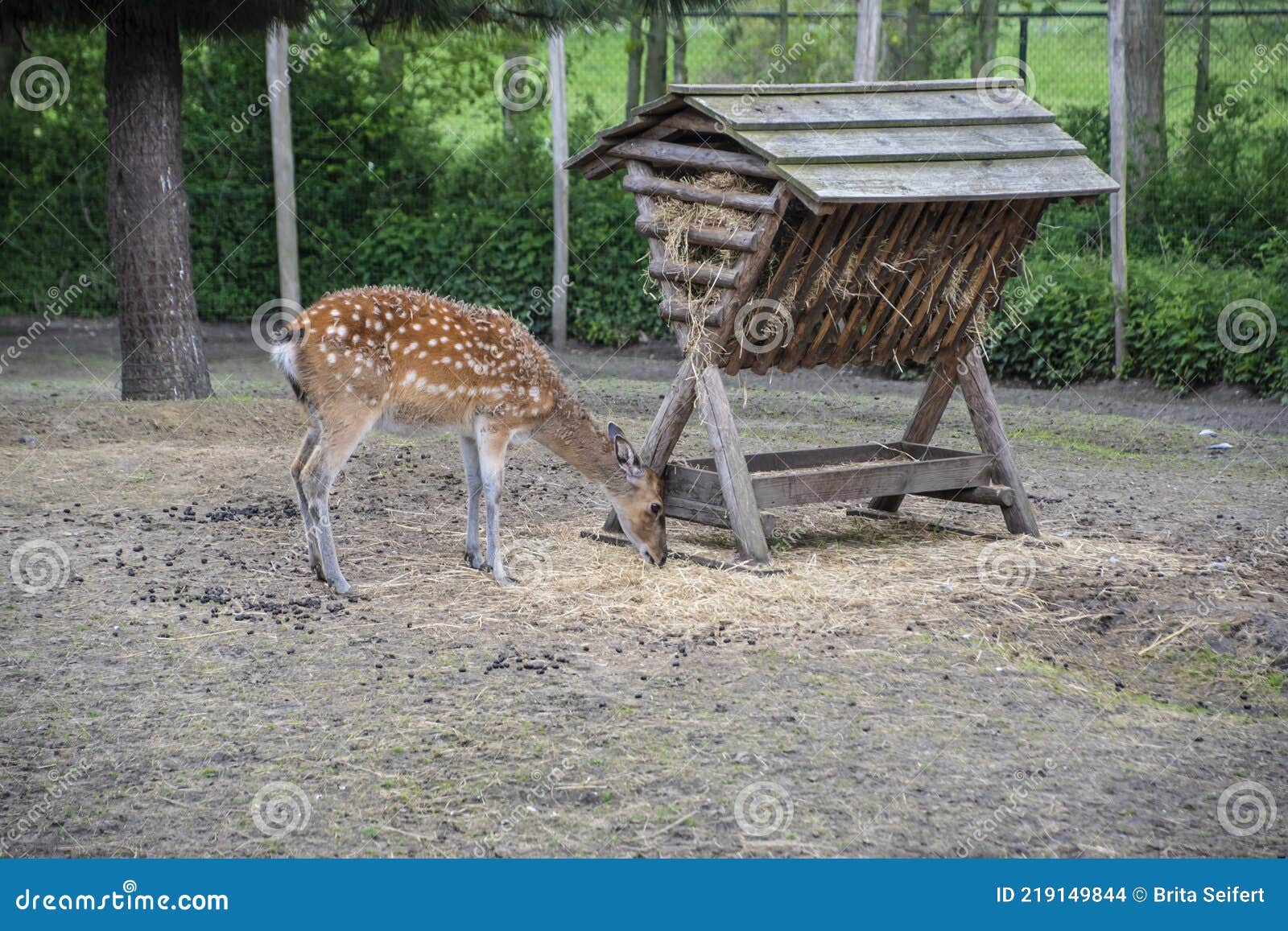 Deer Eats Grass from the Feeder in the Reserve. Caring for Wild Animals