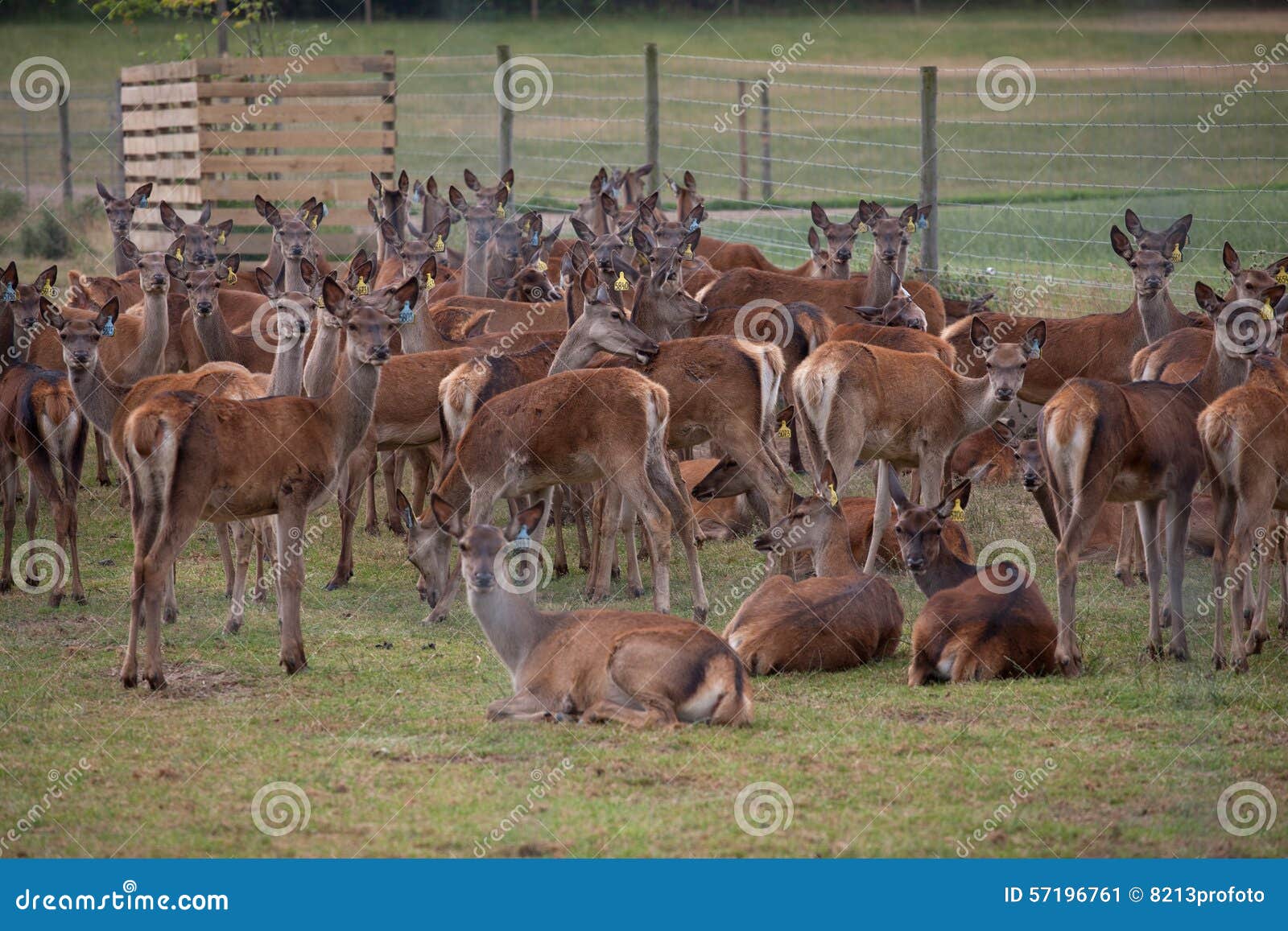Deer farming stock image. Image of mammal, farm, panorama 57196761