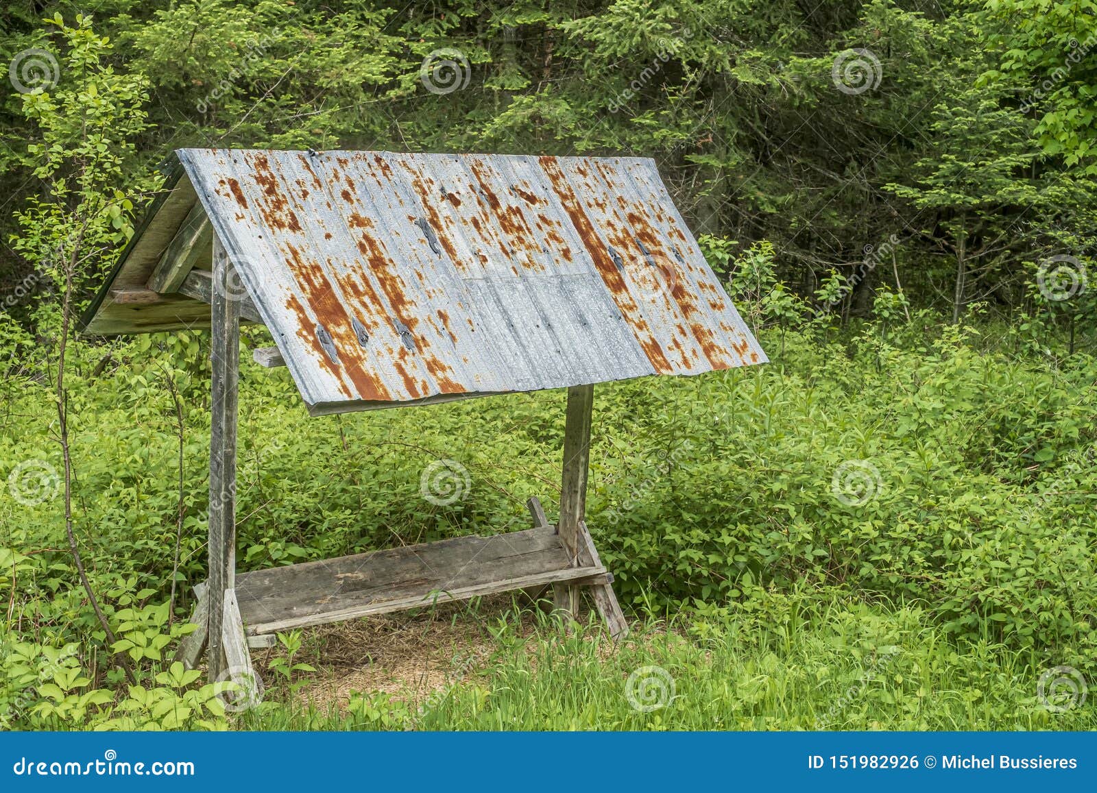 Deer feeder in a forest stock photo. Image of environment 151982926