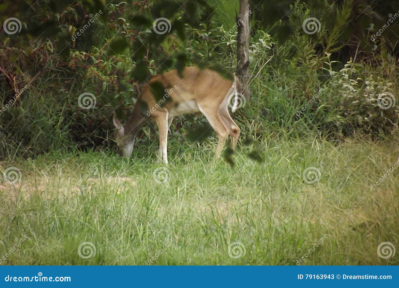 Deer stock image. Image of deer, texas, feeding, east 79163943