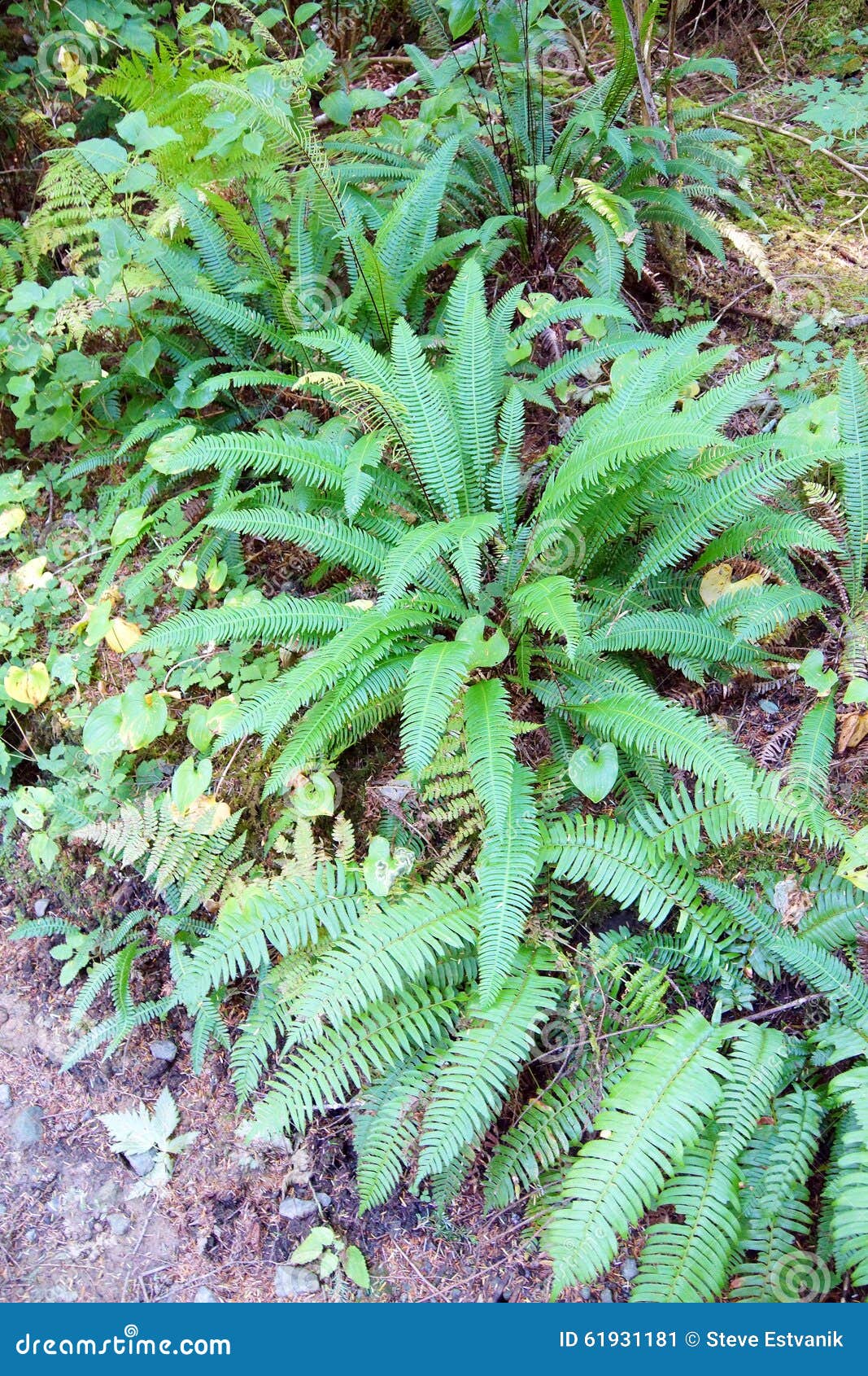 deer fern (blechnum spicant )