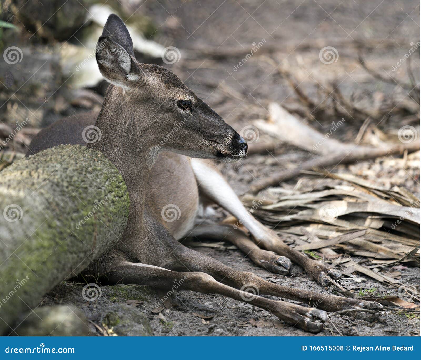 Deer Animal Stock Photos. Deer Animal Close-up Profile View Resting with Bokeh Background Stock Photo - Image of surrounding, beauty: 166515008 Deer Animal Stock Photos. Deer Animal Close-up Profile View Resting with Bokeh Background Stock Photo - Image of surrounding, beauty: 166515008
