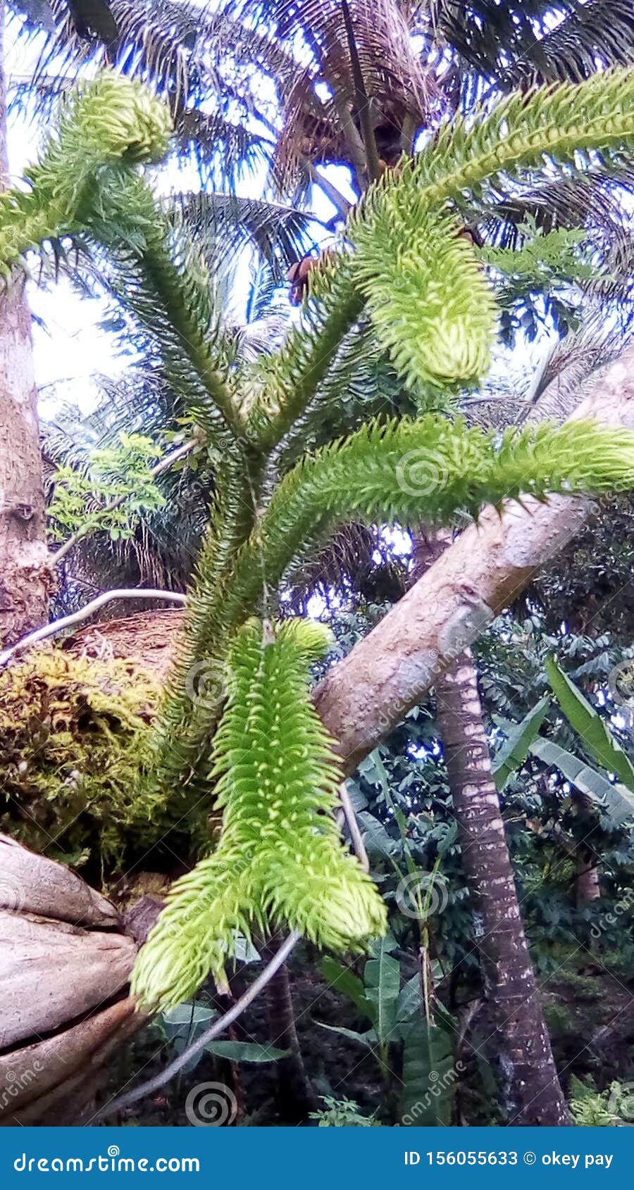 Deer flower stock image. Image of stem, deerflower, flower 156055633