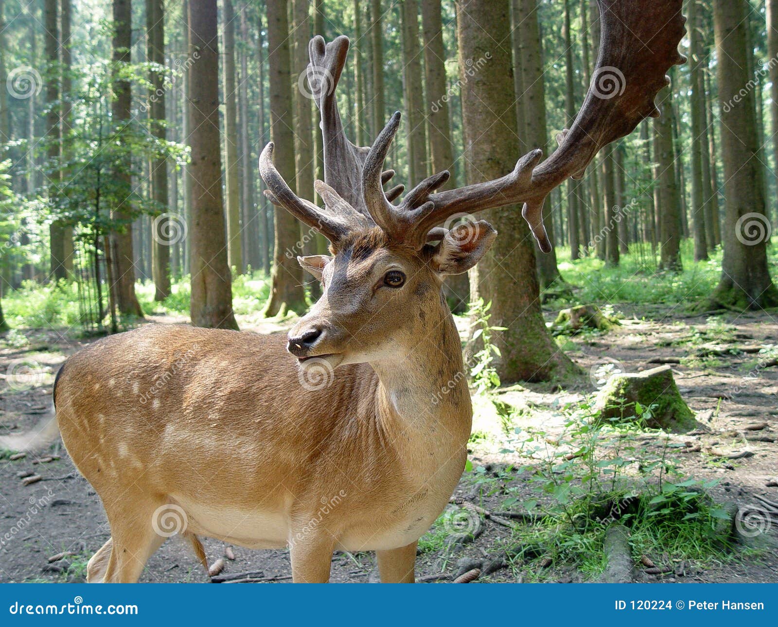 Deer in a forest stock photo. Image of antler, dear, venneson 120224
