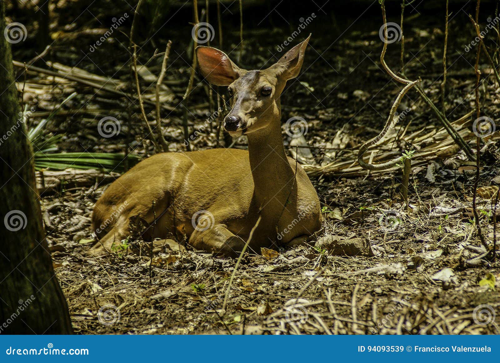 Venado Deer In Riviera Maya Mexico Stock Photography CartoonDealer