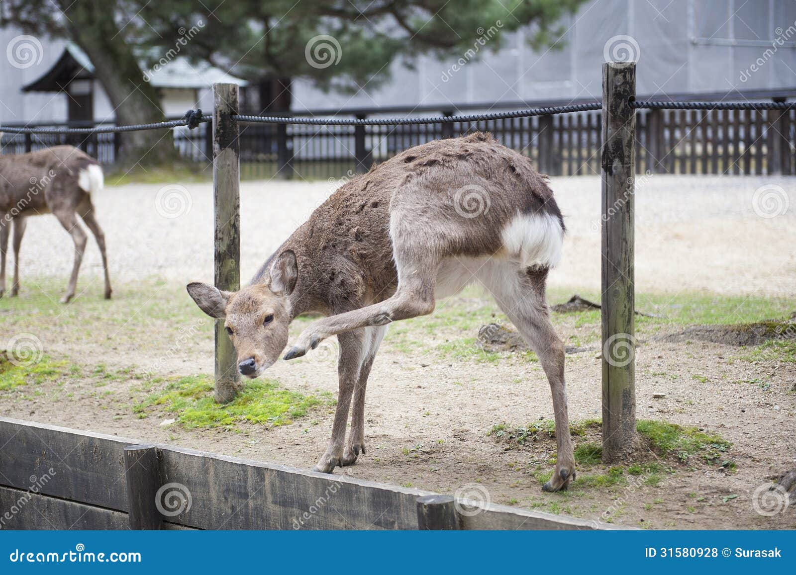 Deer in garden park stock photo. Image of grass, green 31580928