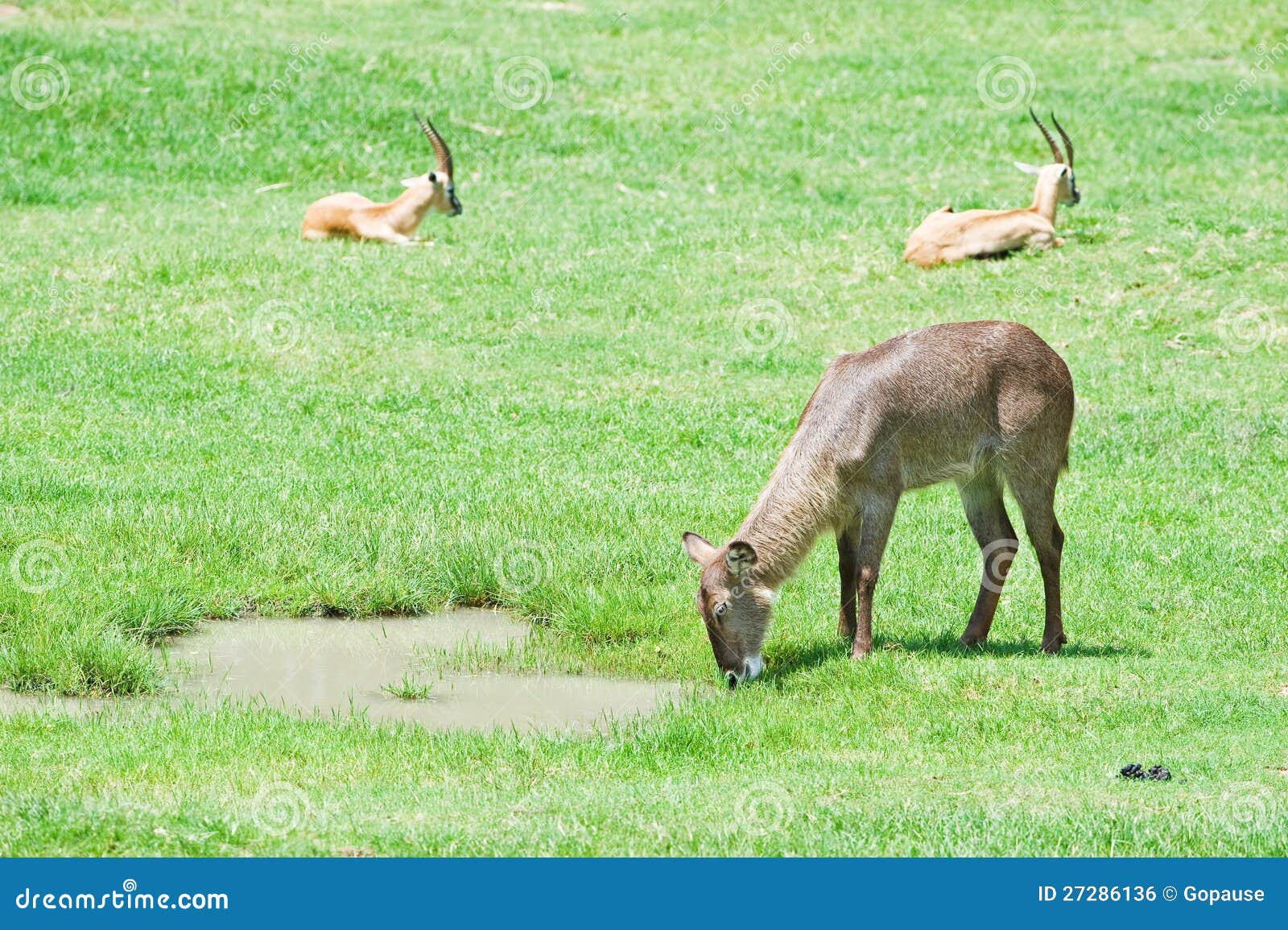 Deer and gazelle in field stock photo. Image of national 27286136