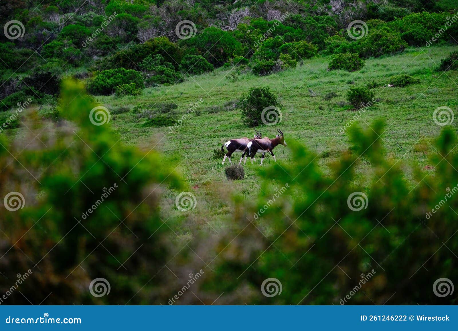 Deer Grazing on the Green Meadow Stock Photo Image of sunny, alpine