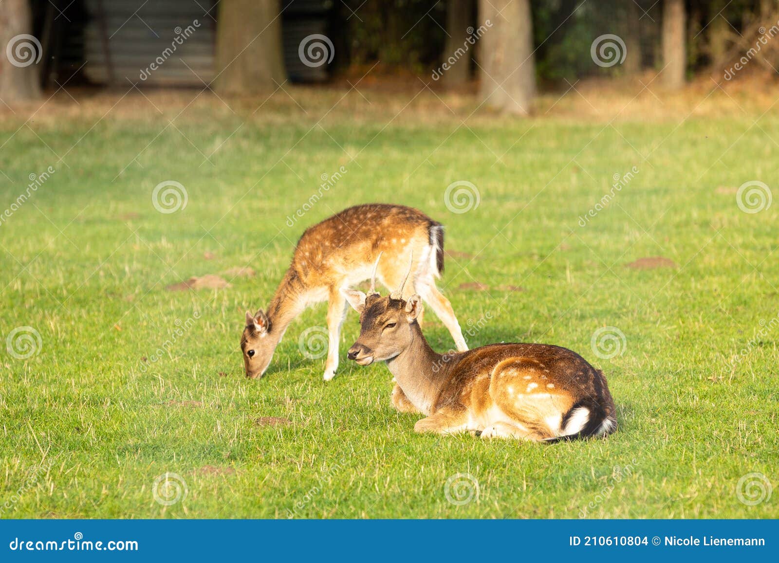 Deer in a meadow stock photo. Image of mammal, offspring 210610804