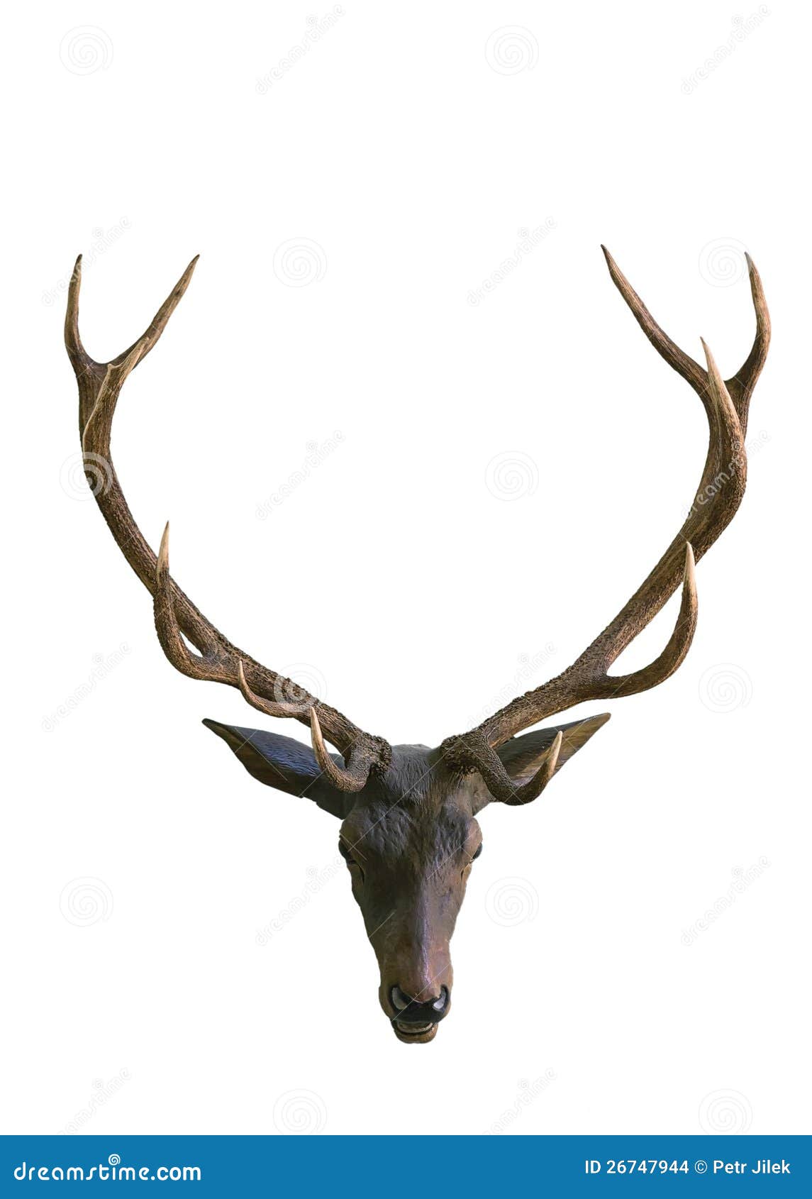 Deer head with antlers stock photo. Image of beautiful 26747944