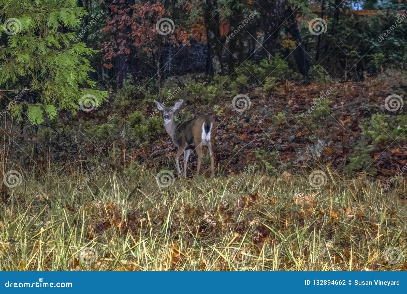 Deer in the headlights.... stock photo. Image of animals 132894662