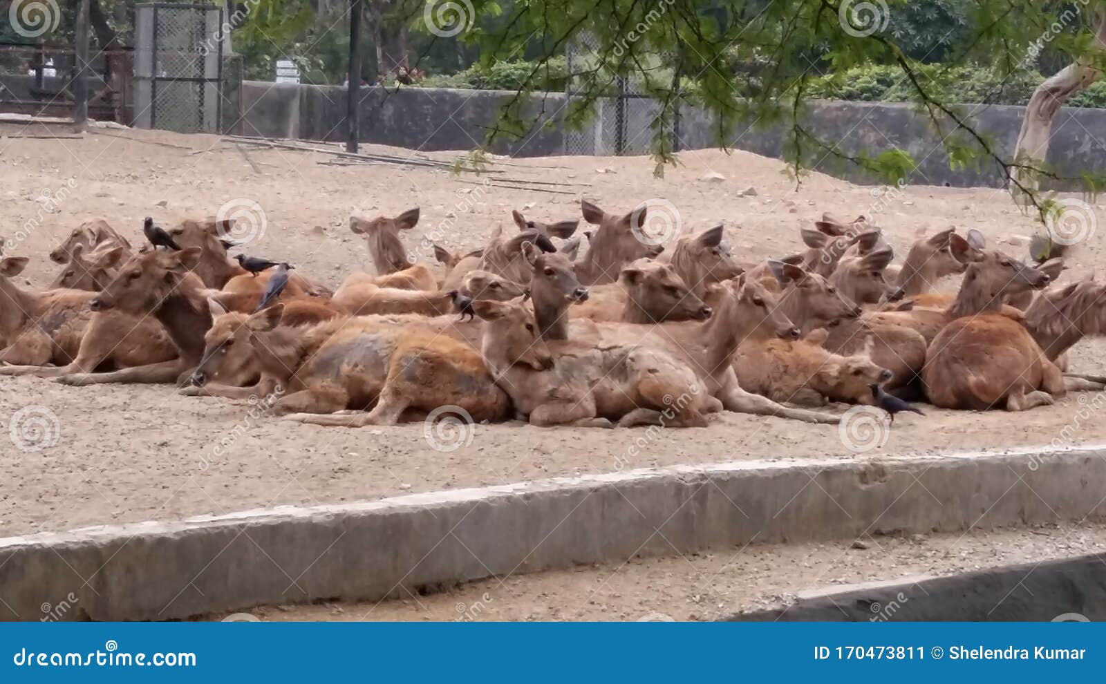 Deer Herd in National Zoological Park Delhi India Stock Image - Image of permitted, drinking: 170473811 Deer Herd in National Zoological Park Delhi India Stock Image - Image of permitted, drinking: 170473811