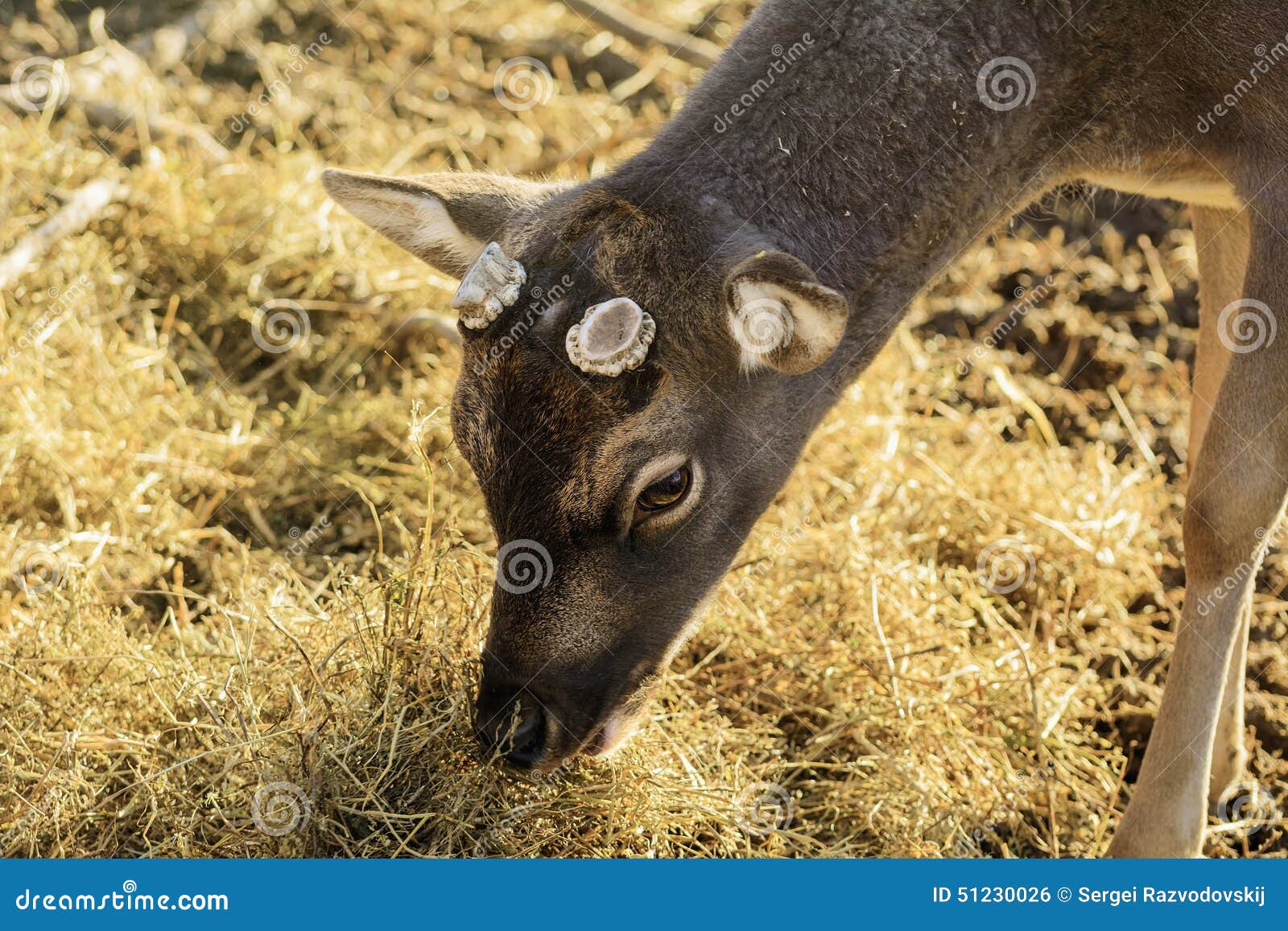 Deer stock photo. Image of environmental, fauna, ruminant 51230026