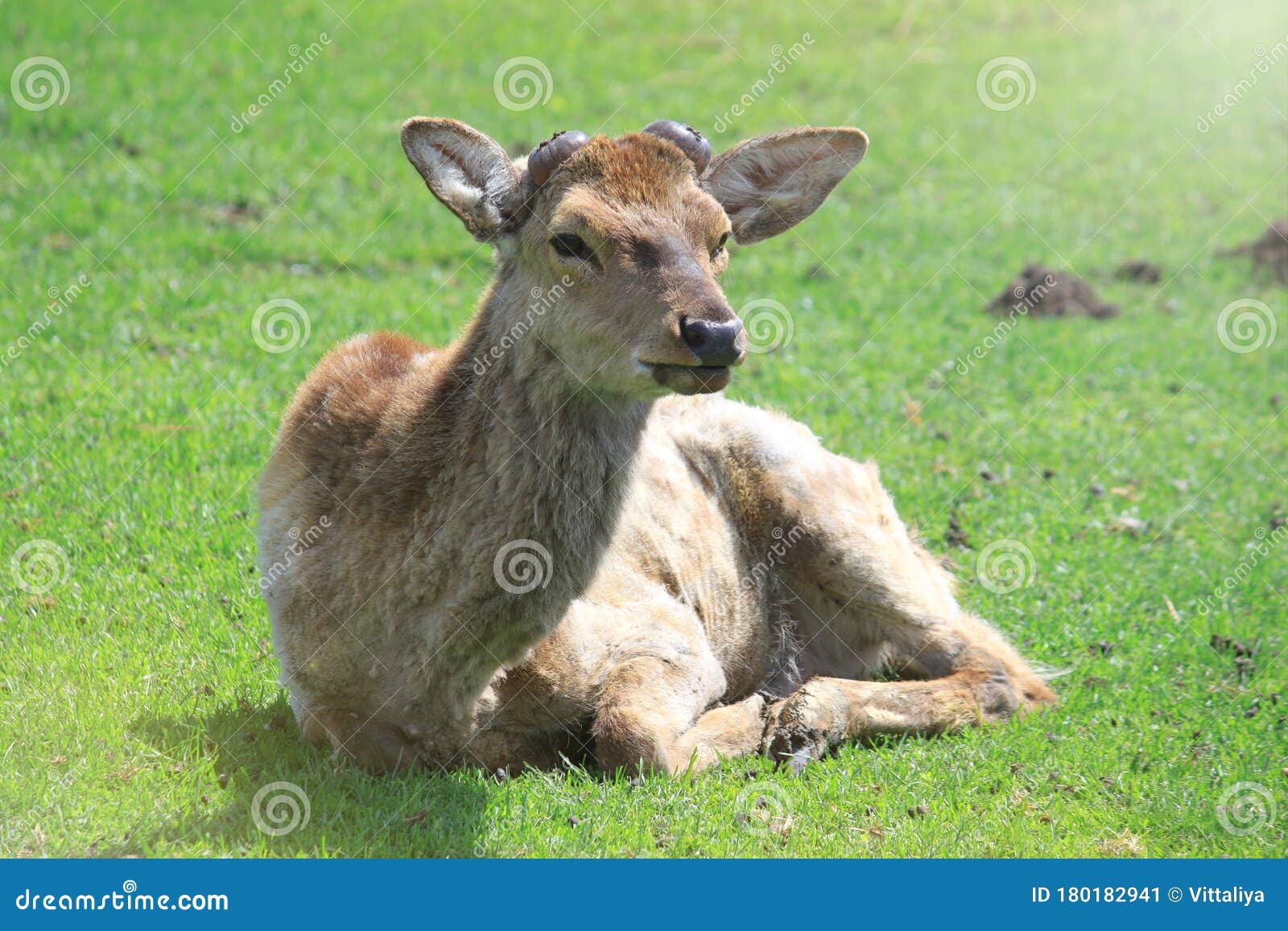 Deer without Horns Lying Down on Green Grass Stock Image Image of
