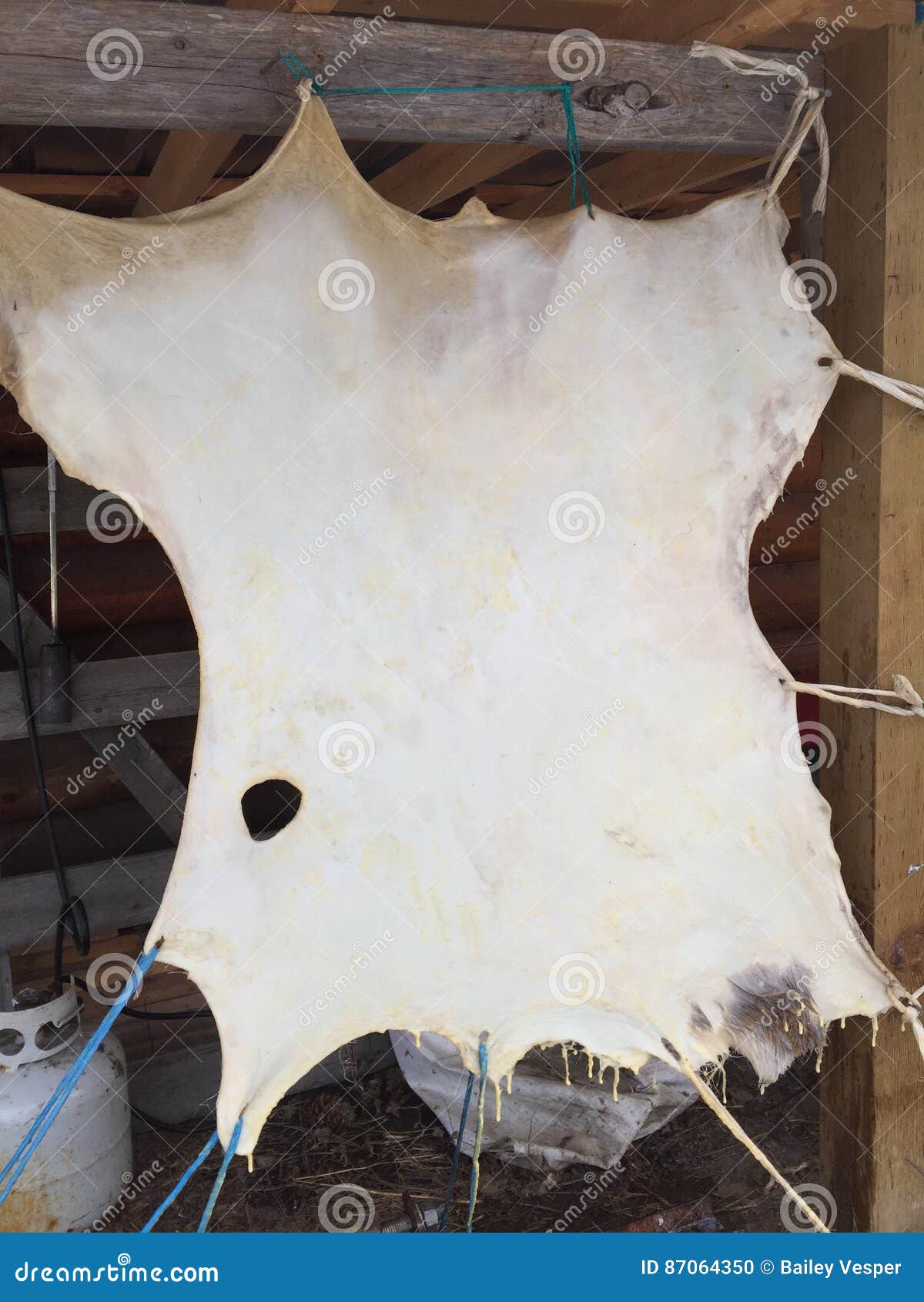Deer Hide stock photo. Image of hyde, hide, tanned, deer 87064350