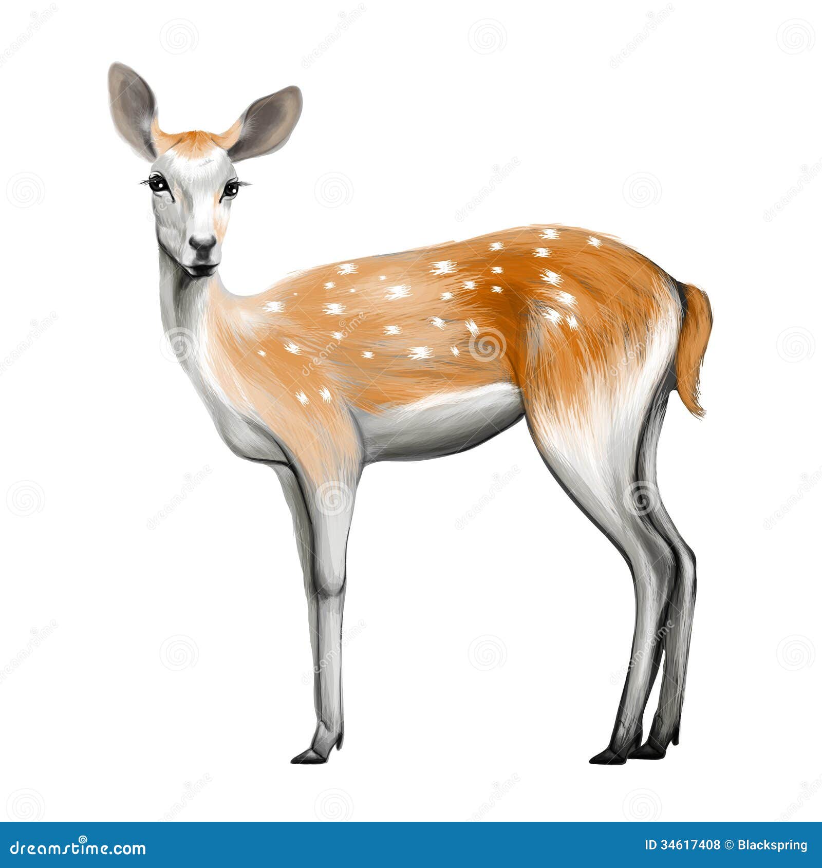 deer 