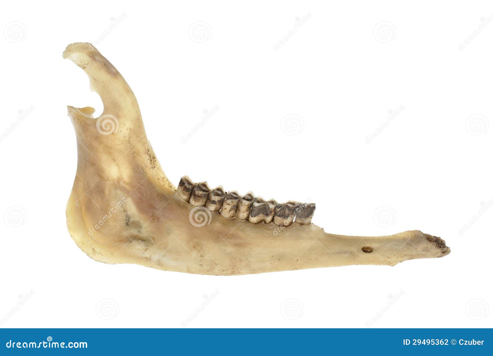 deer jawbone