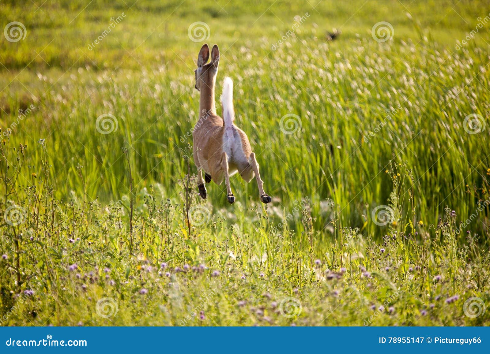 sunriver nature center animal jumping line sunriver nature center animal jumping line